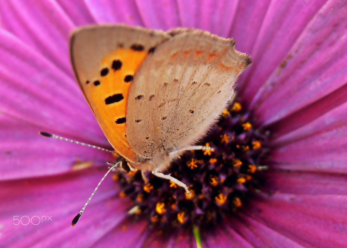 Olympus VR325,VR320,D725 sample photo. Little butterfly photography