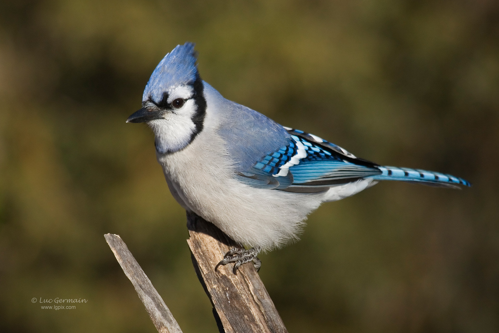 Canon EOS 30D + Canon EF 100-400mm F4.5-5.6L IS USM sample photo. Blue jay photography