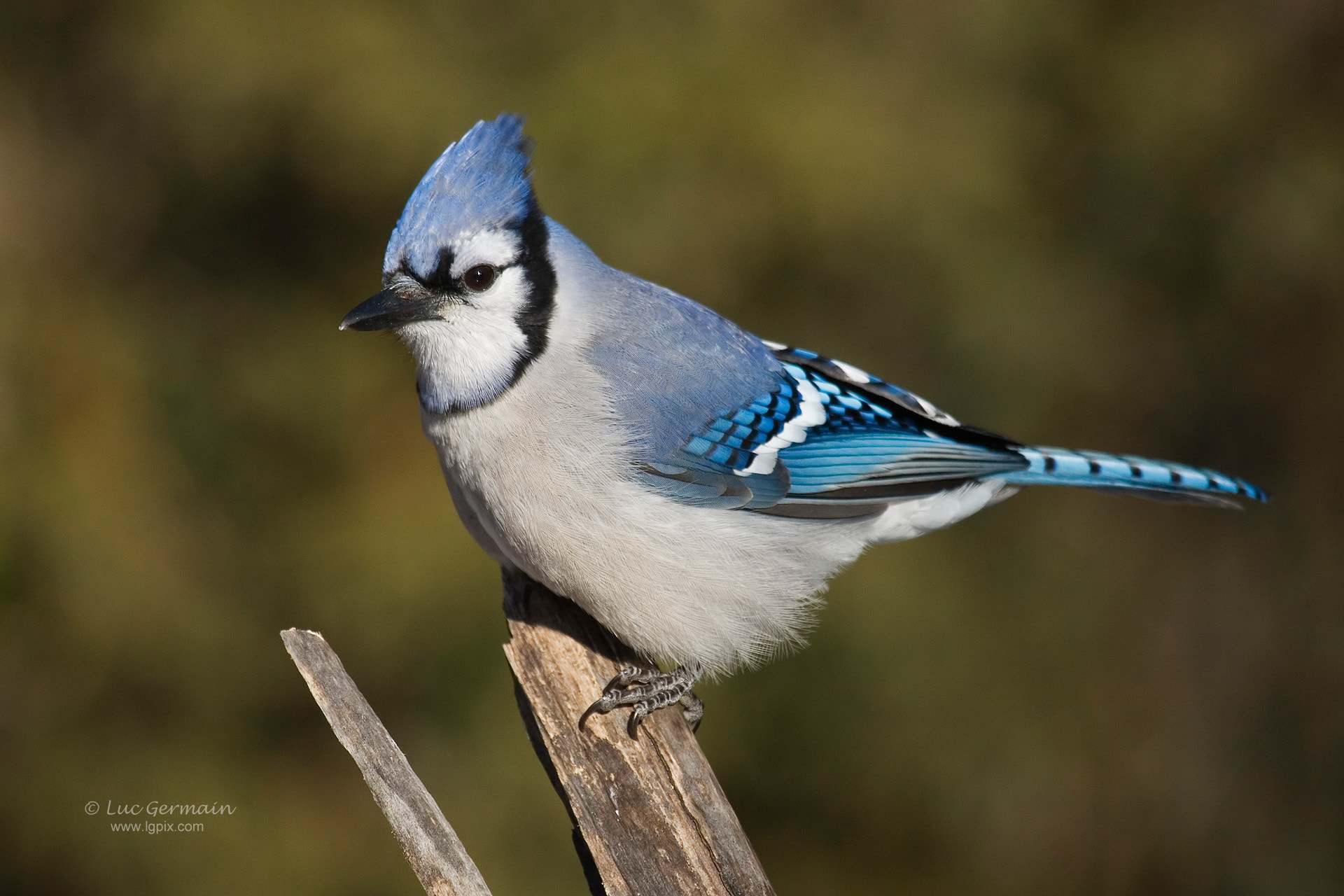 Canon EF 100-400mm F4.5-5.6L IS USM sample photo. Blue jay photography