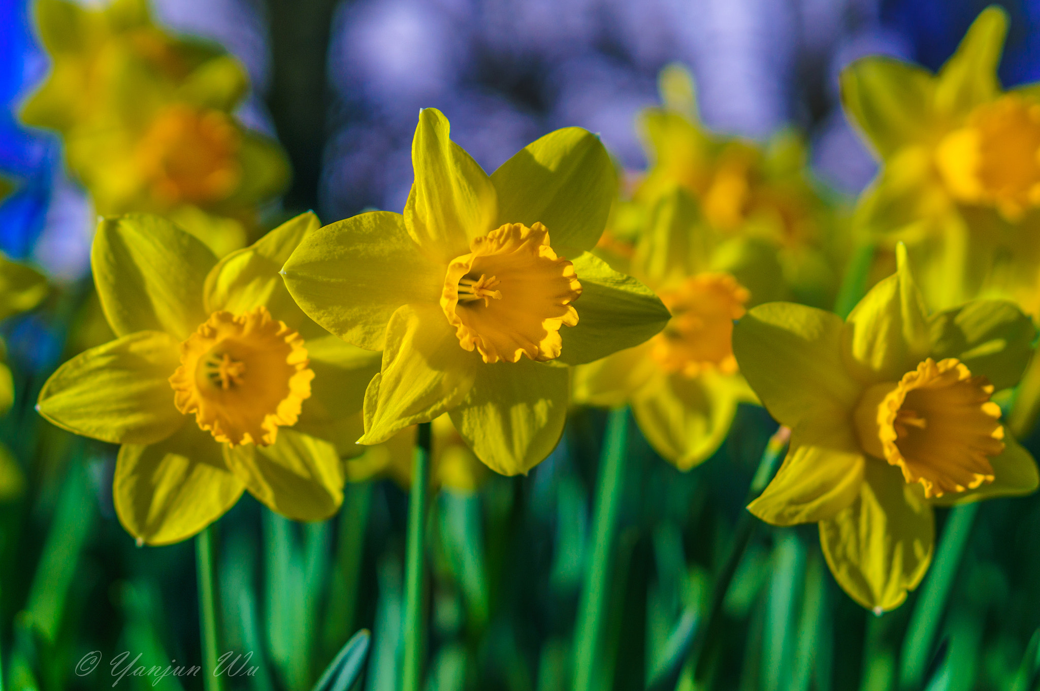 Sony Alpha NEX-5R + E 50mm F1.8 OSS sample photo. Yellow narcissus photography
