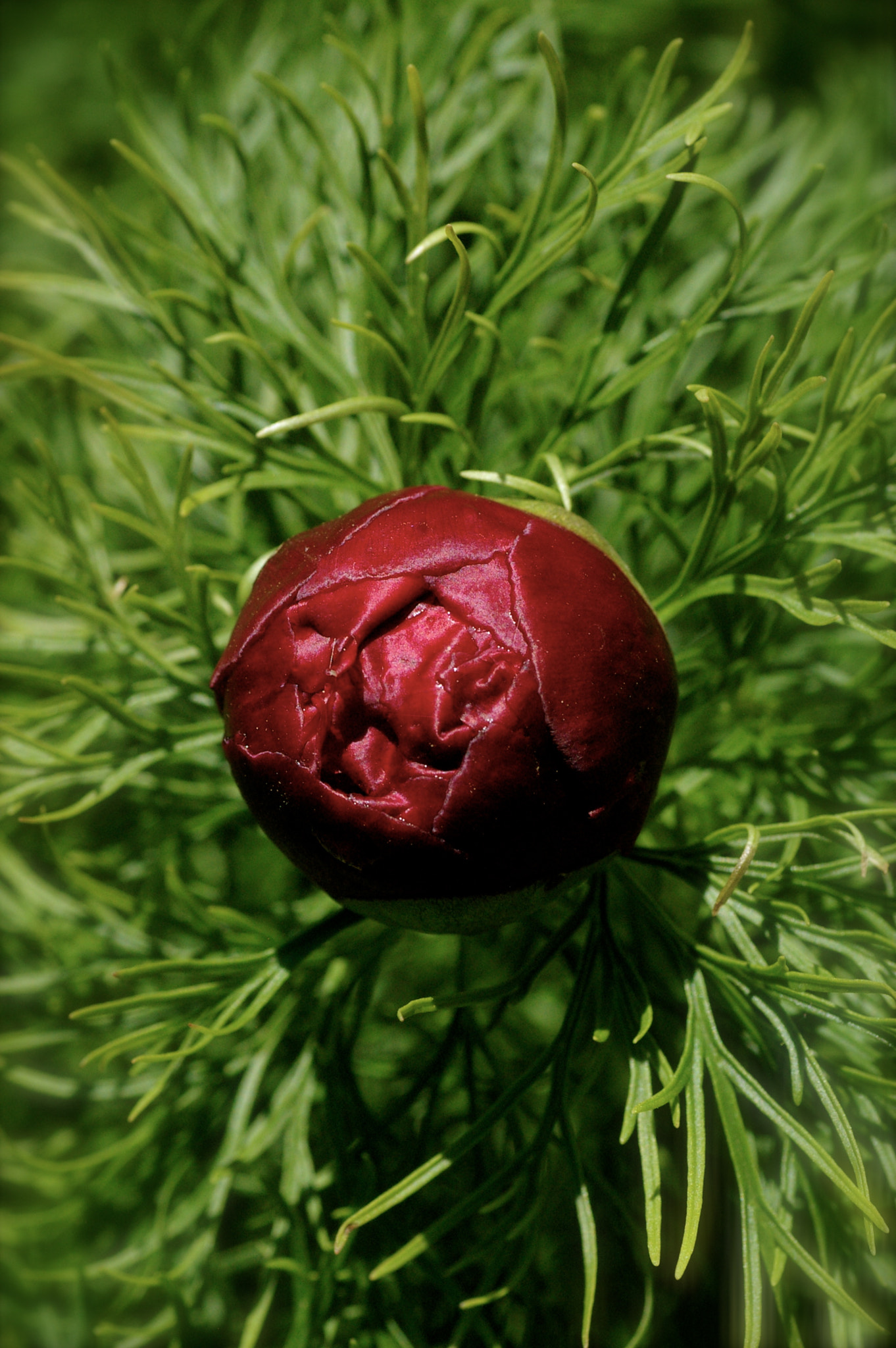 Pentax *ist DL + Tamron SP AF 90mm F2.8 Di Macro sample photo. Peony photography