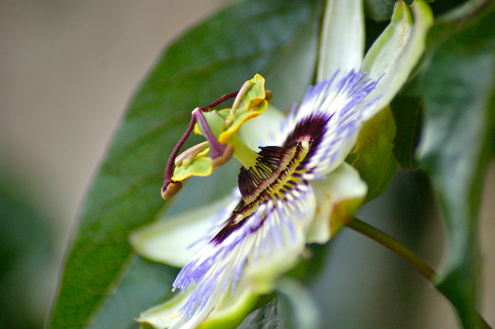 Pentax *ist DL sample photo. Passionfruit photography