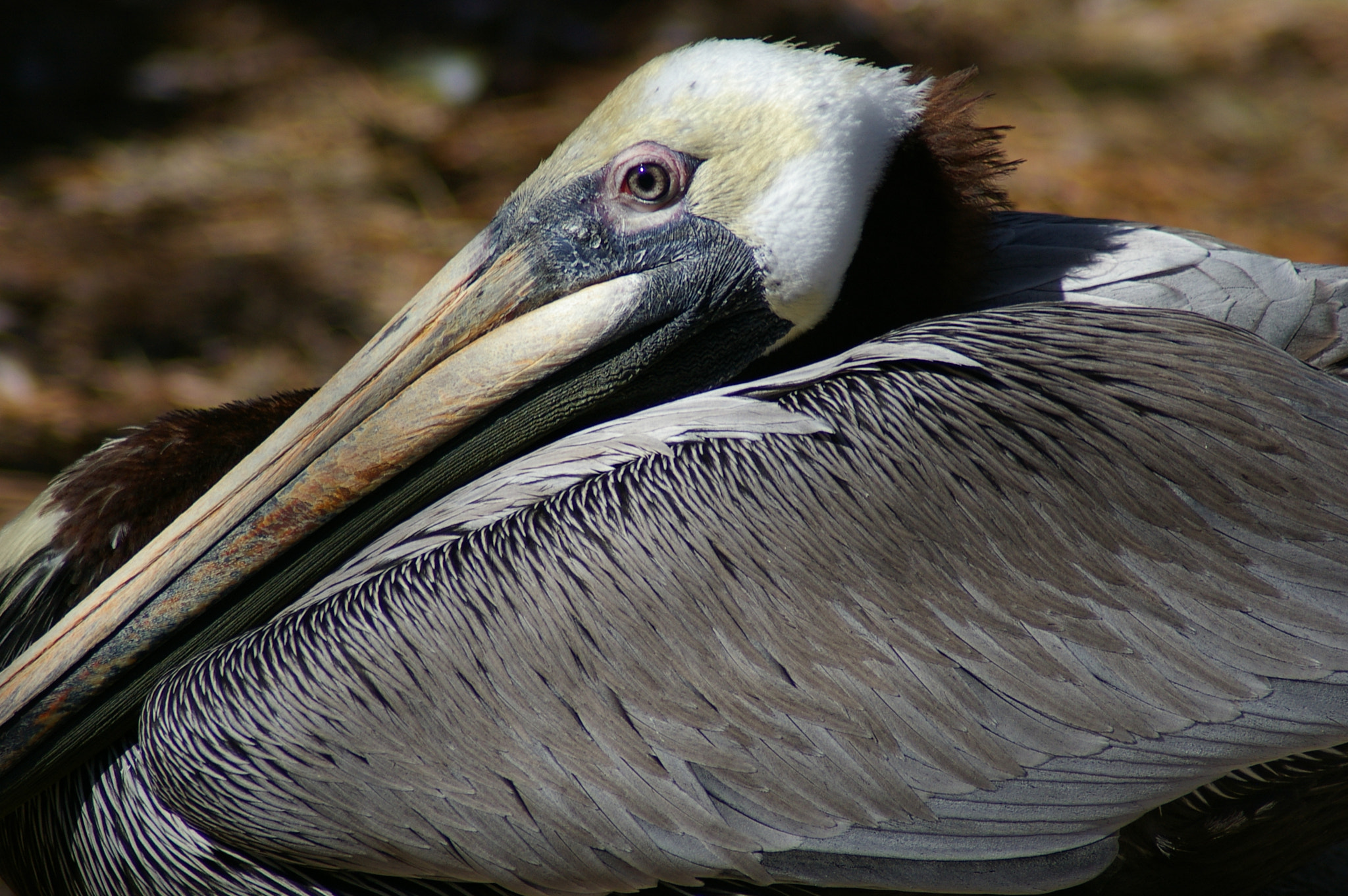 Pentax *ist DL + Tamron AF 70-300mm F4-5.6 Di LD Macro sample photo. Brown pelican photography