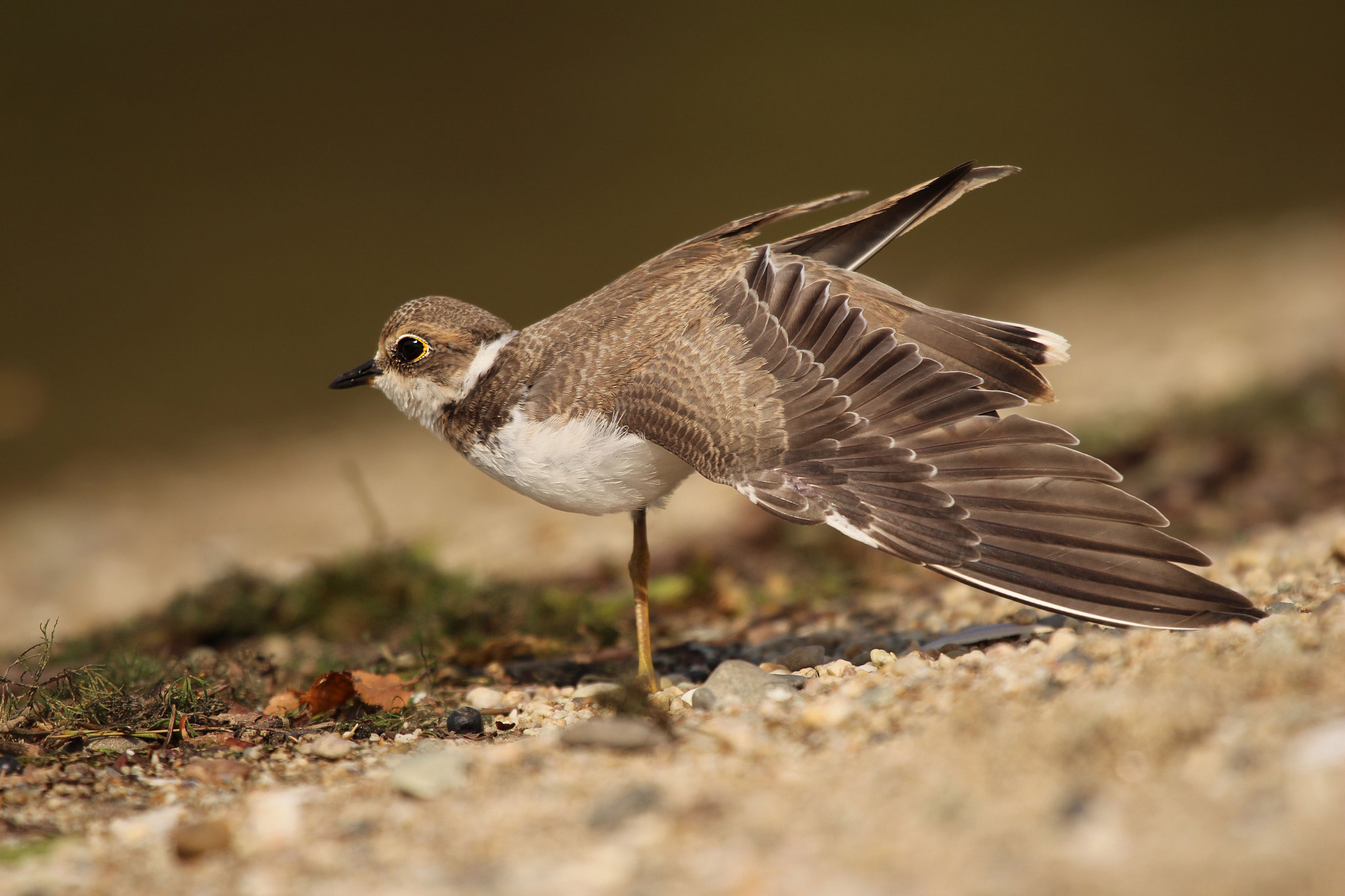 Canon EF 100-400mm F4.5-5.6L IS USM sample photo. Bird gymnastics photography