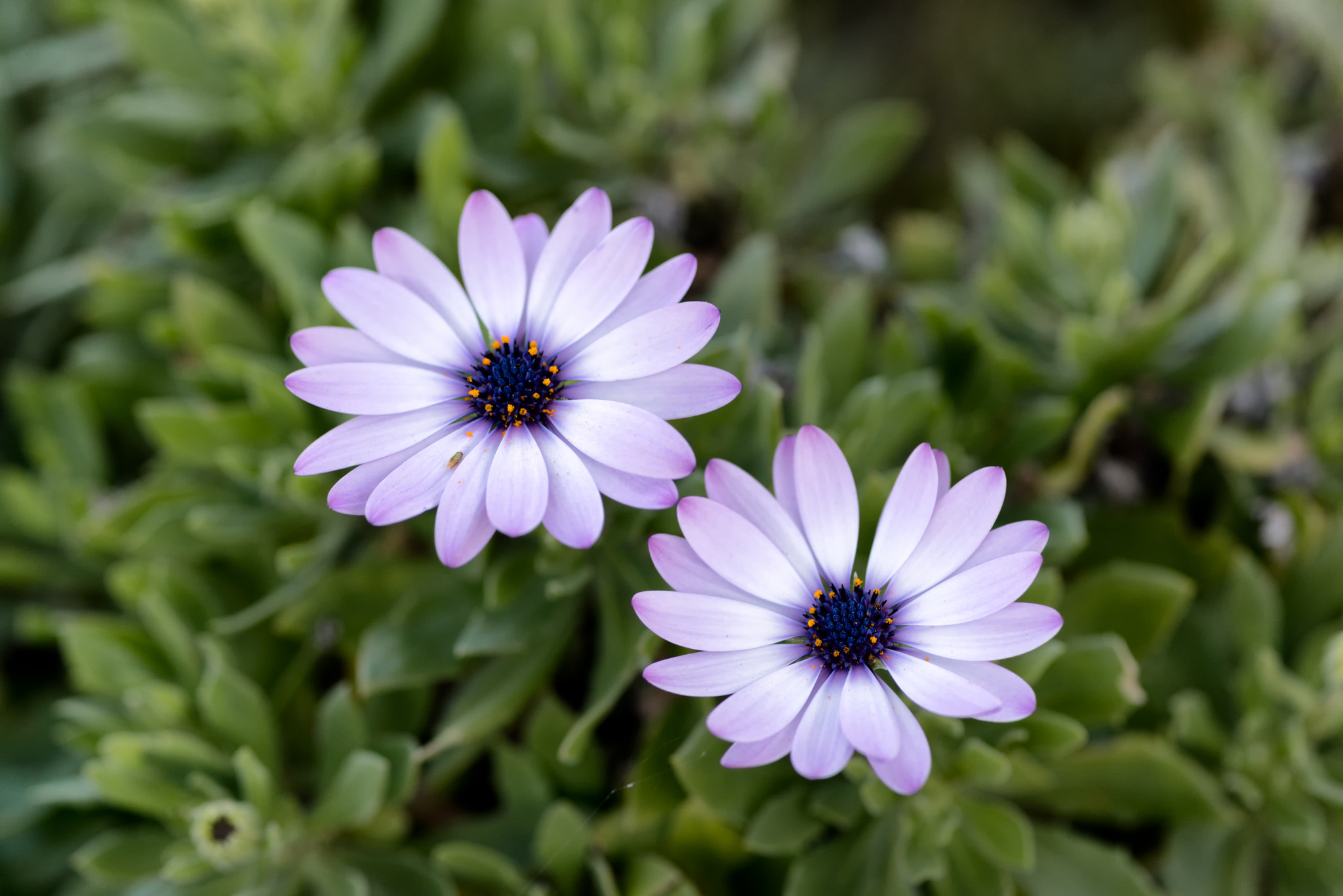 Sony a7R + Minolta AF 100mm F2.8 Macro [New] sample photo. Pair of purple flowers photography