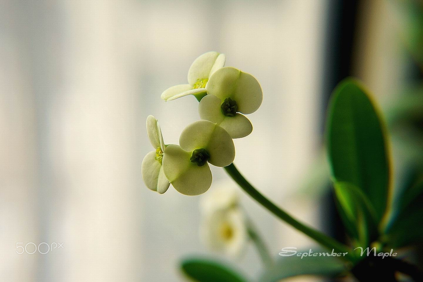 Sony NEX-5C sample photo. 白色虎刺梅2 photography