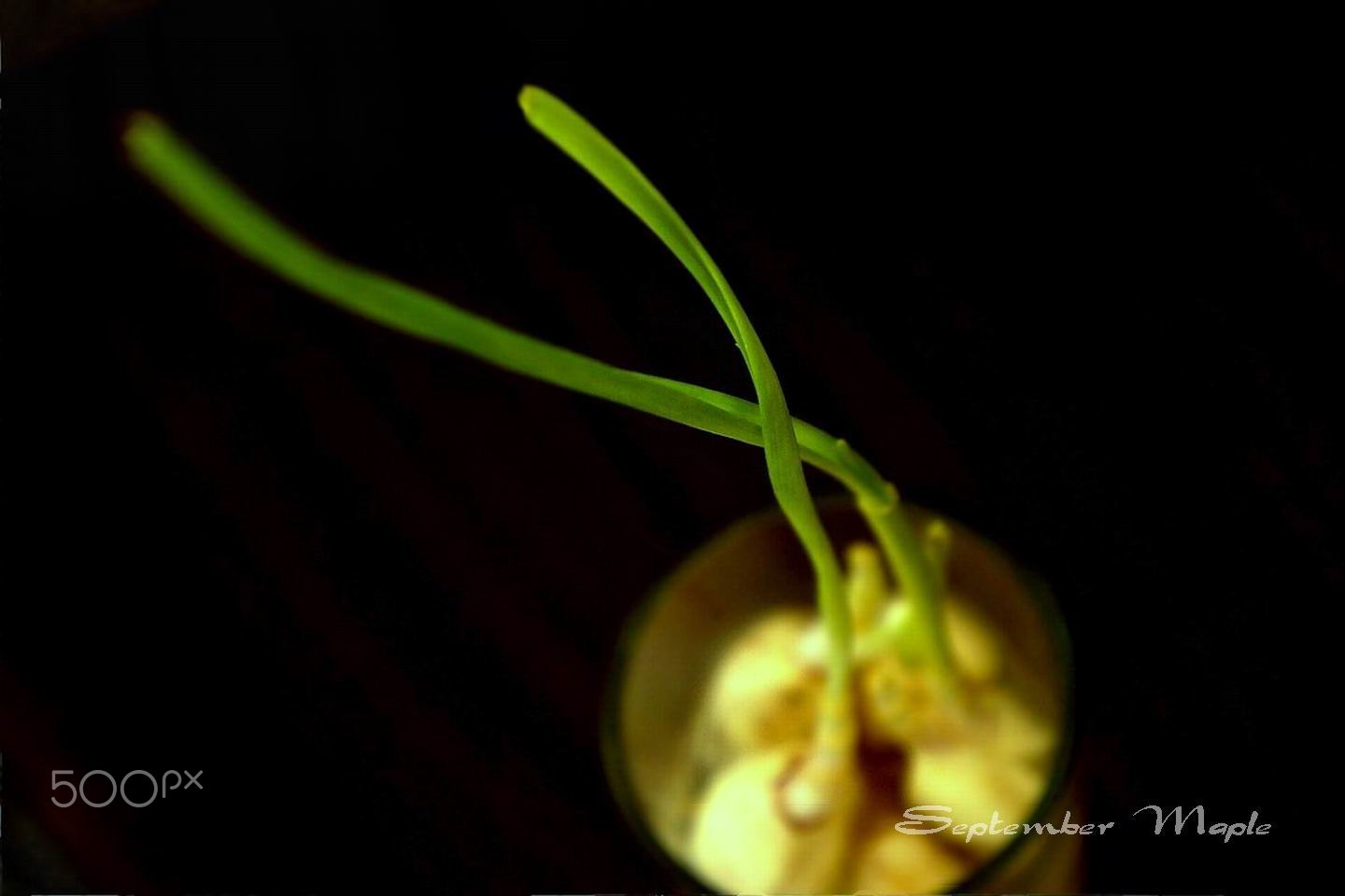 Sony NEX-5C sample photo. 孤独的蒜苗 photography