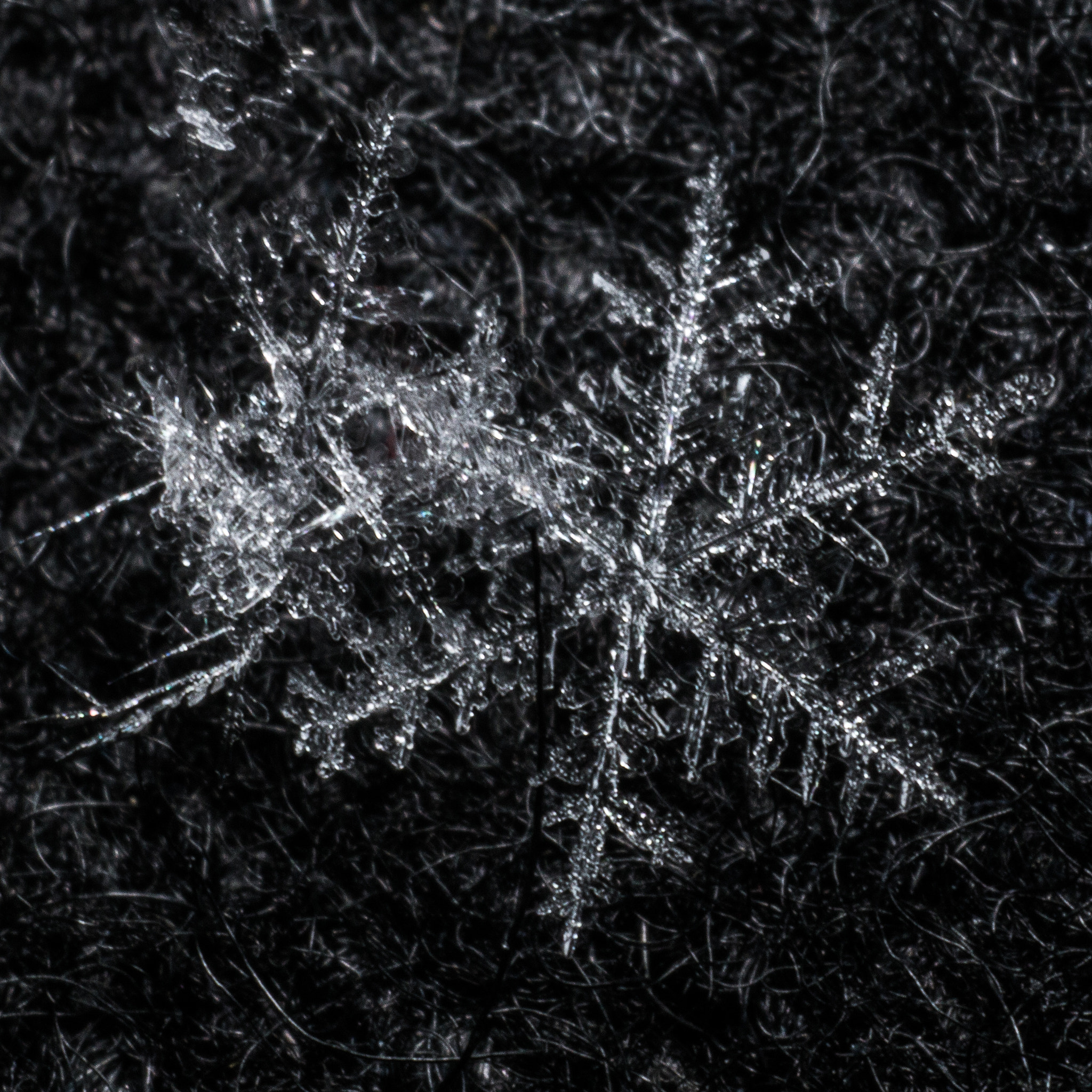 Sigma 70mm F2.8 EX DG Macro sample photo. Handheld flake #1 photography