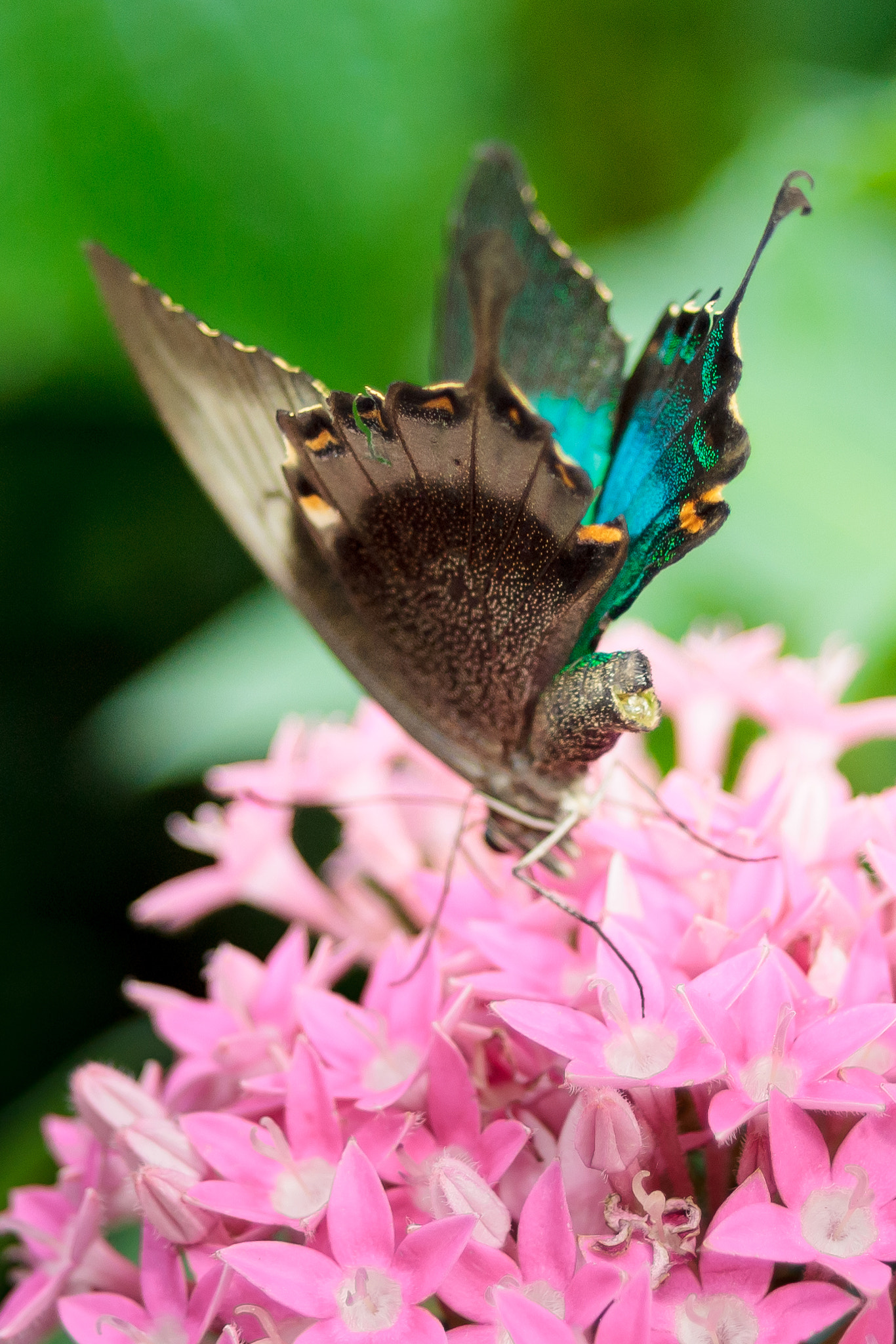 Sony Alpha DSLR-A300 + 35-70mm F4 sample photo. Turquoise butterfly photography