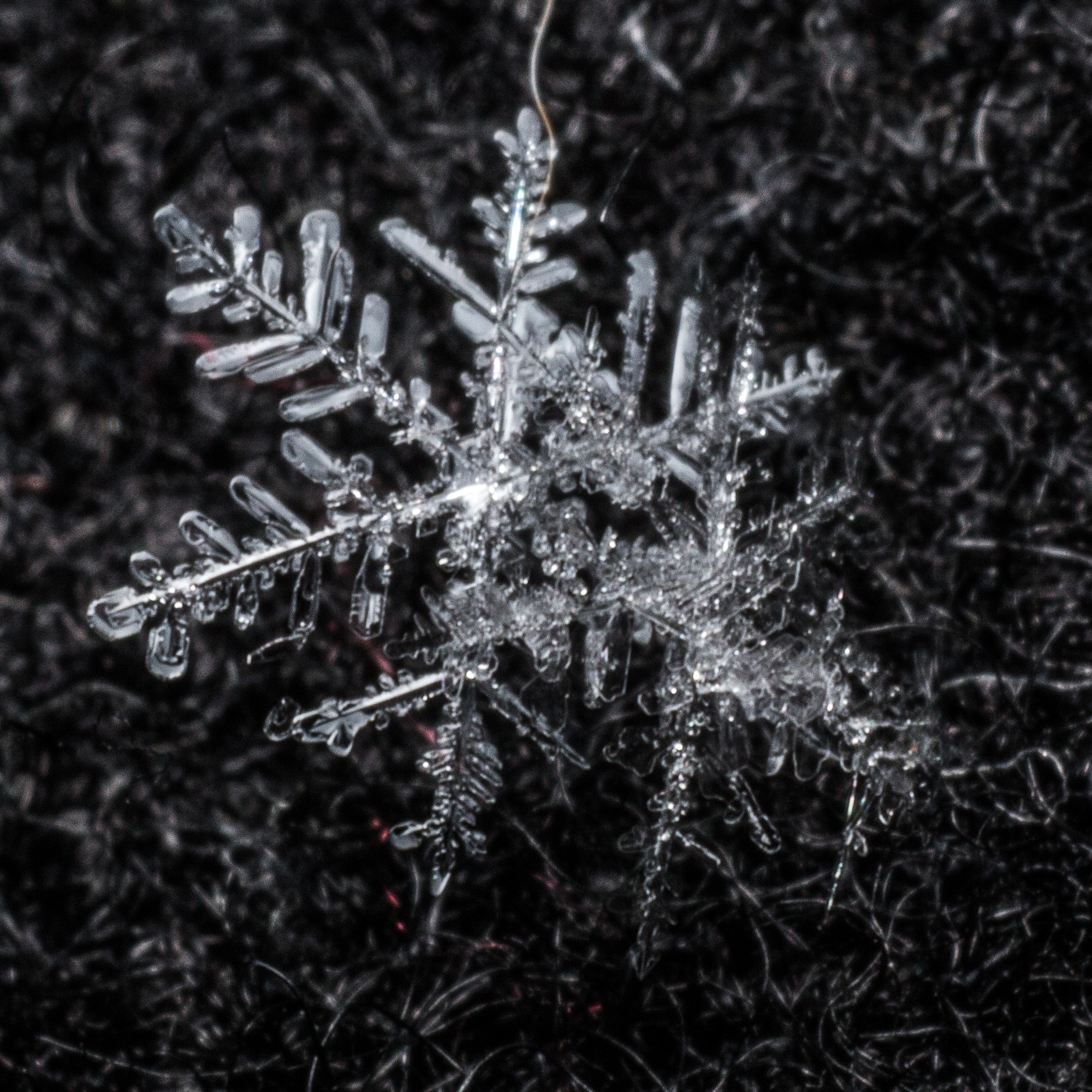 Sigma 70mm F2.8 EX DG Macro sample photo. Handheld flake #2 photography