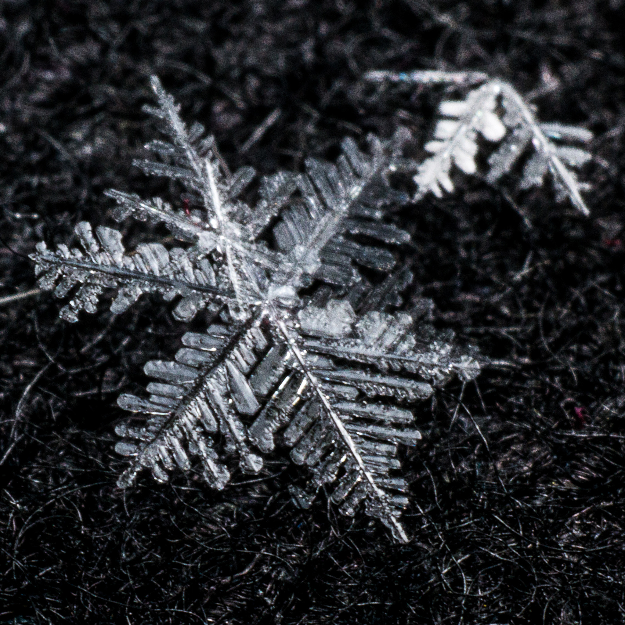 Sigma 70mm F2.8 EX DG Macro sample photo. Handheld flake #3 photography