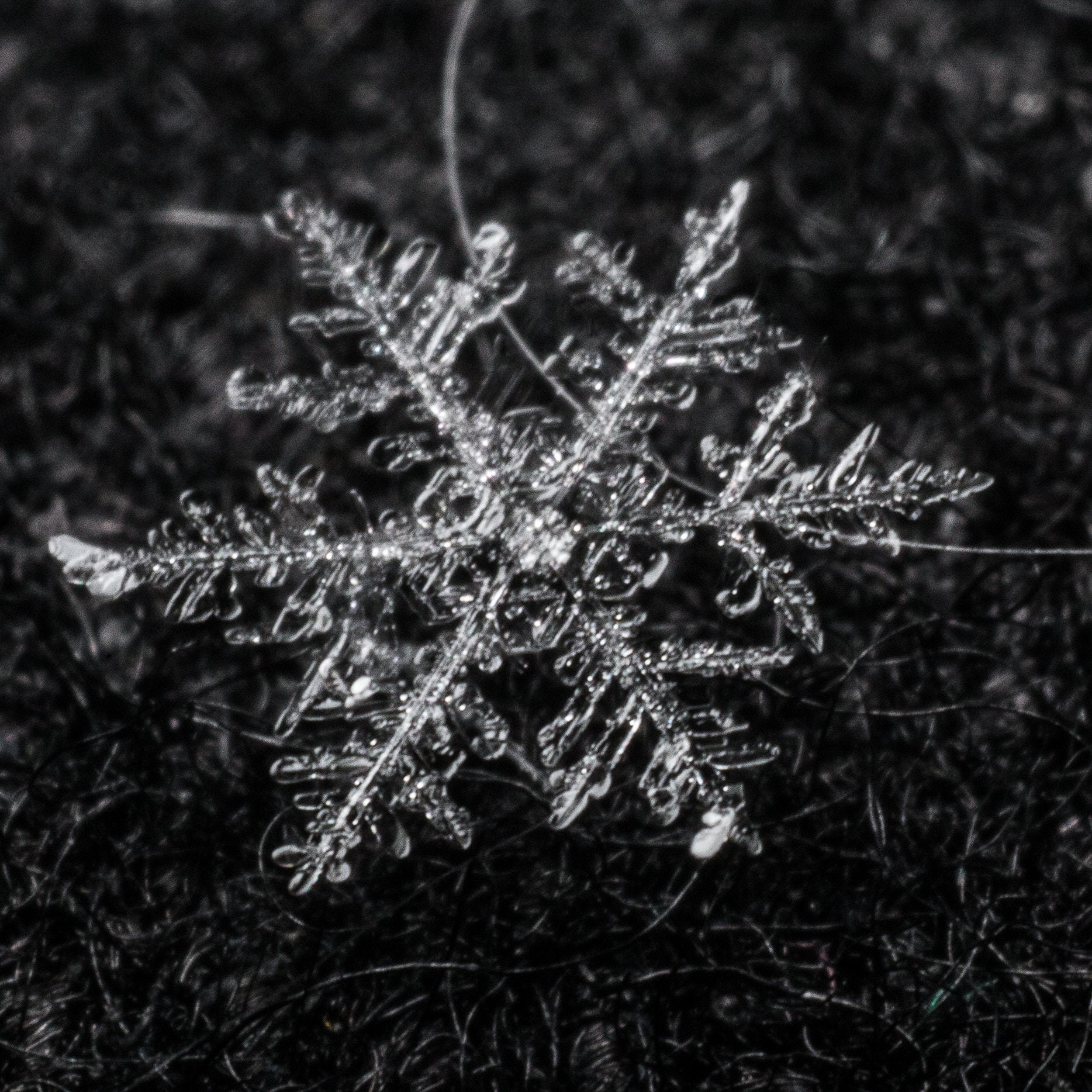 Sigma 70mm F2.8 EX DG Macro sample photo. Handheld flake #4 photography