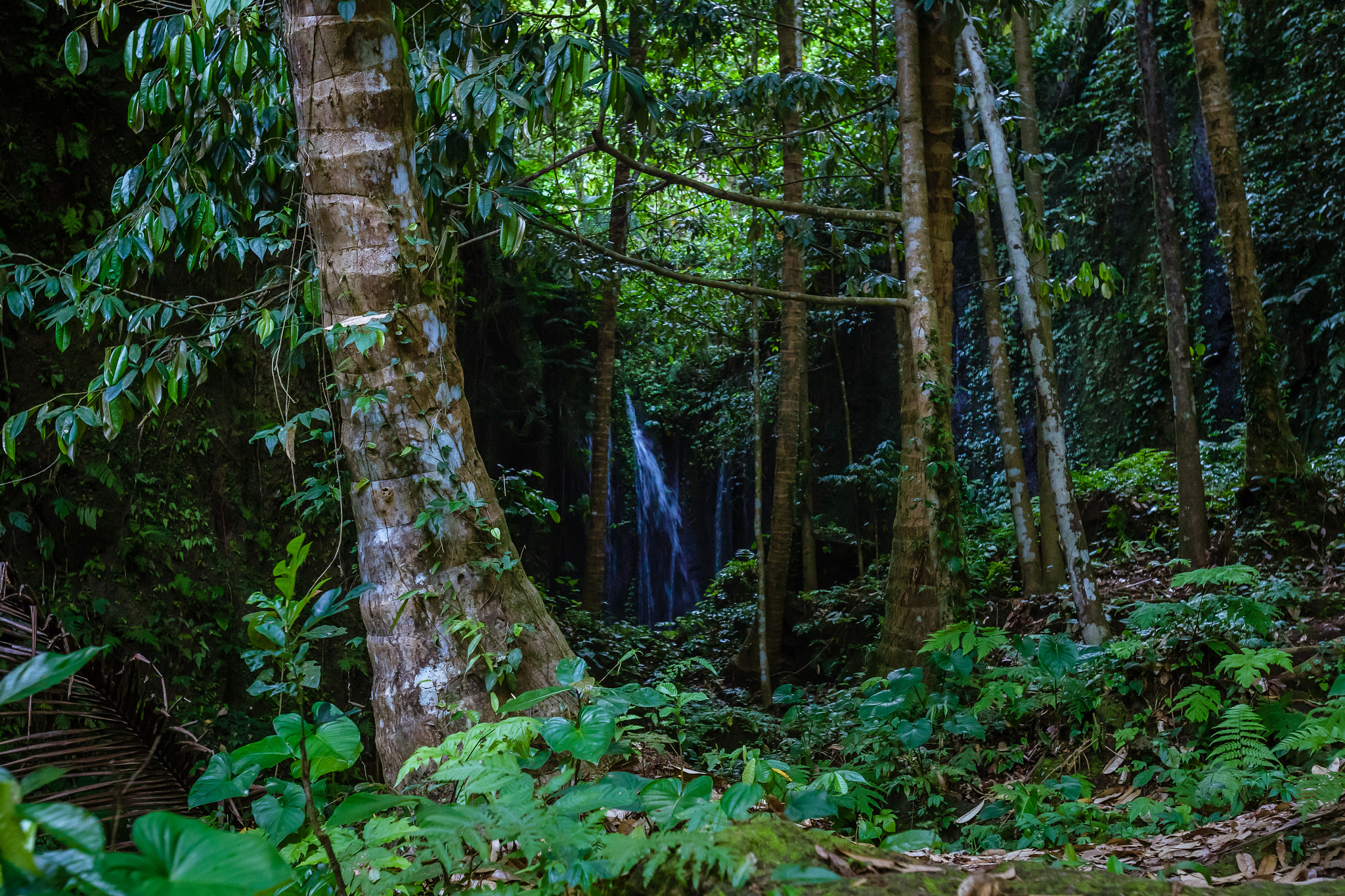 Sony a7 II + Canon EF 16-35mm F2.8L USM sample photo. Balinese woods photography