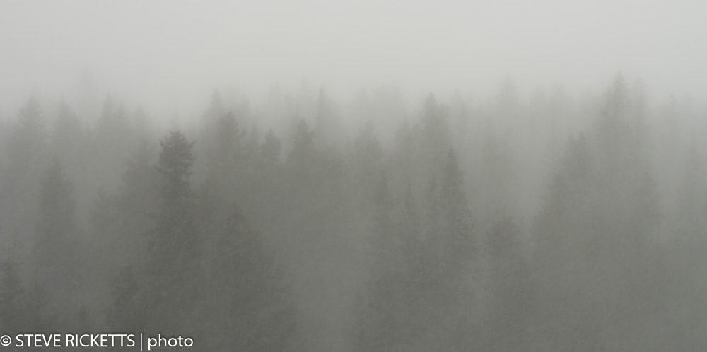 Pentax smc DA 50-200mm F4-5.6 ED sample photo. Forest in the snow photography