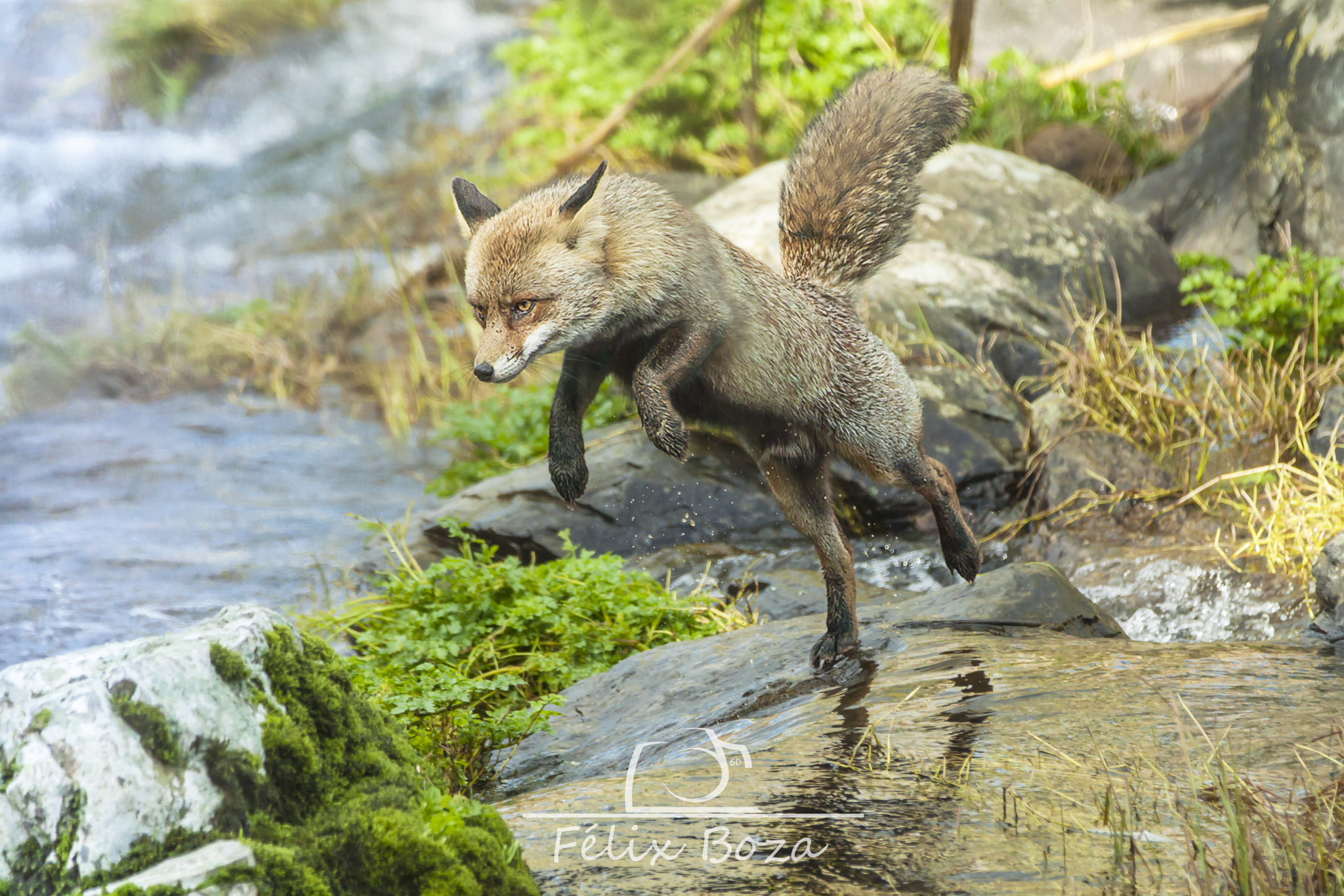 Canon EF 70-200mm F2.8L IS II USM sample photo. Zorro photography