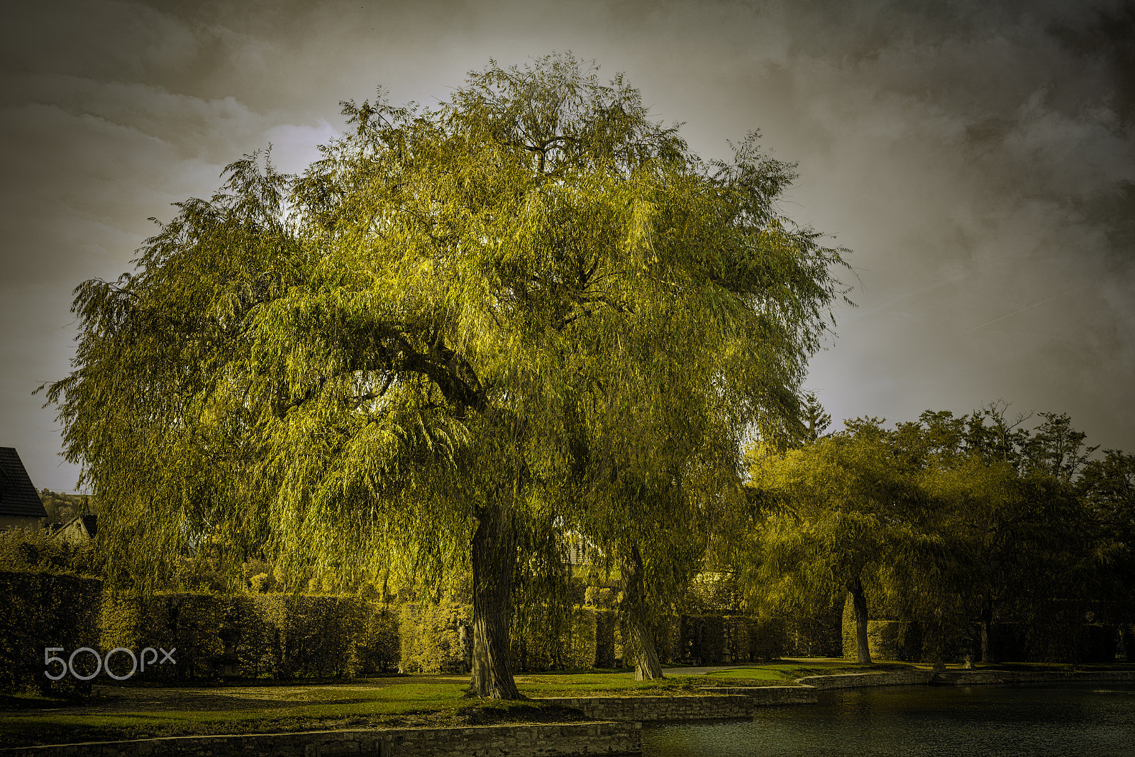 ZEISS Otus 55mm F1.4 sample photo. Tree of life photography