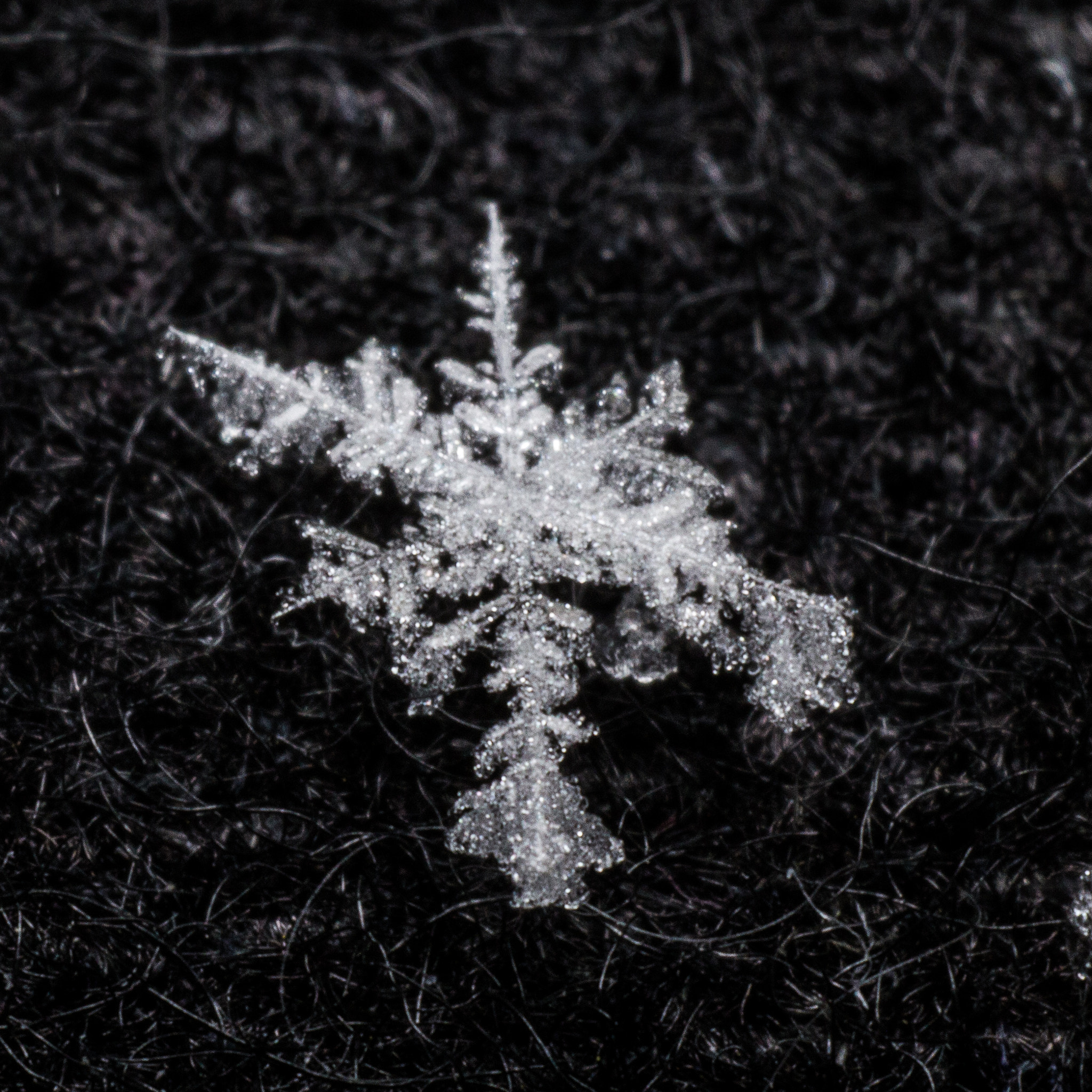 Sigma 70mm F2.8 EX DG Macro sample photo. Handheld flake #5 photography