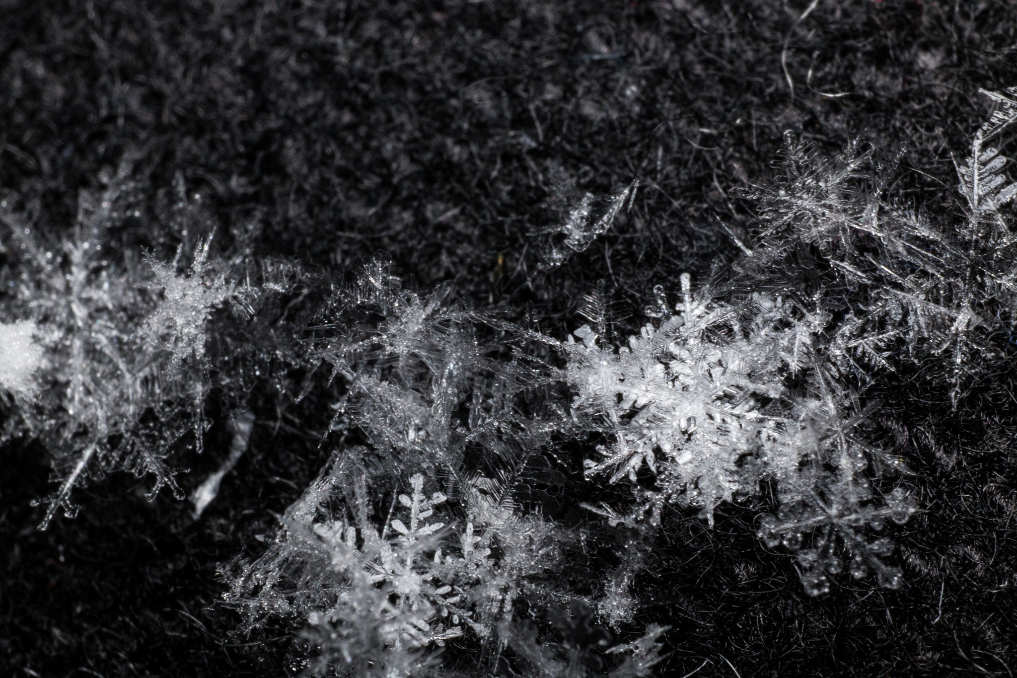 Sigma 70mm F2.8 EX DG Macro sample photo. Handheld flake #6 photography