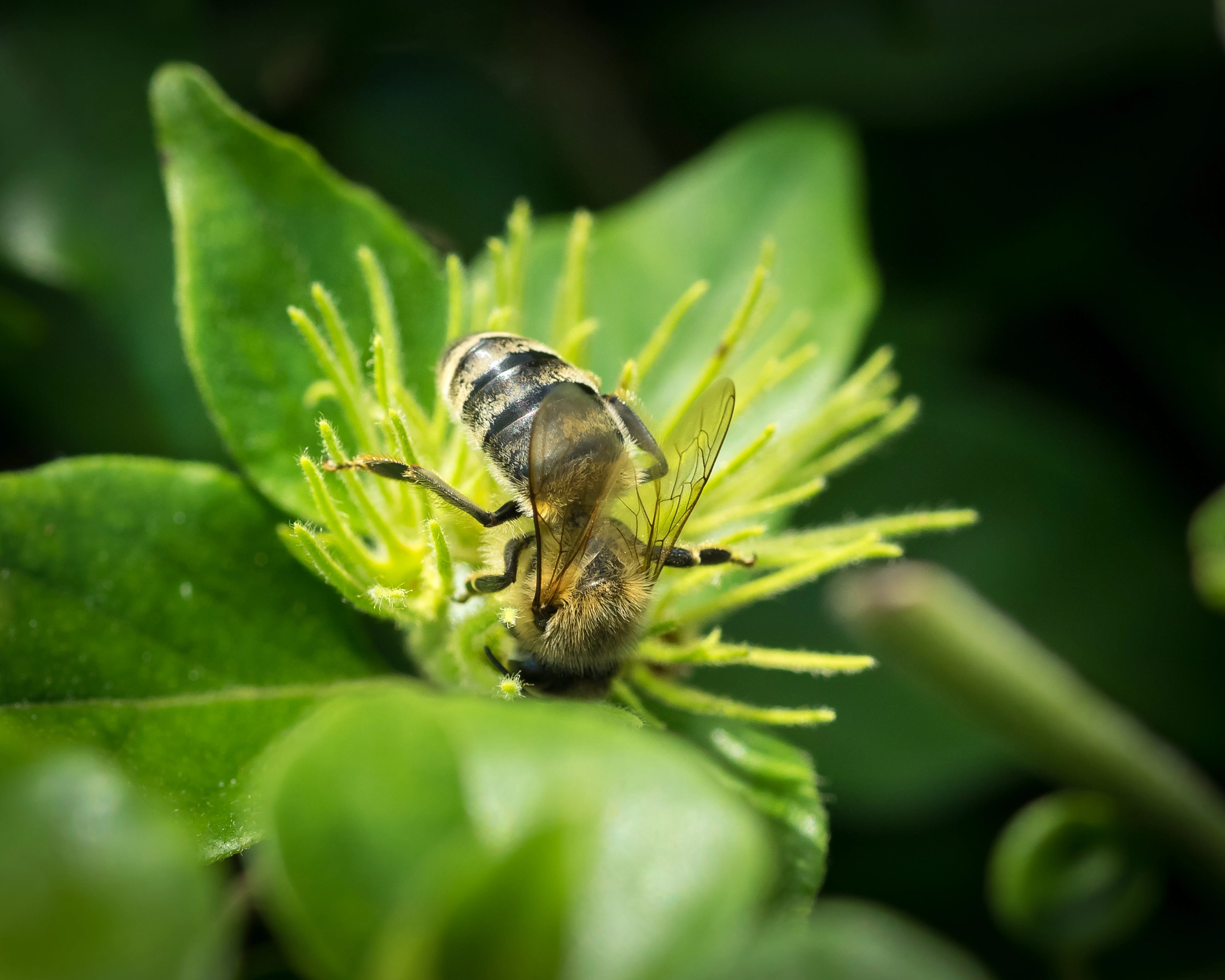 Olympus OM-D E-M1 + OLYMPUS 50mm Lens sample photo. Bee photography