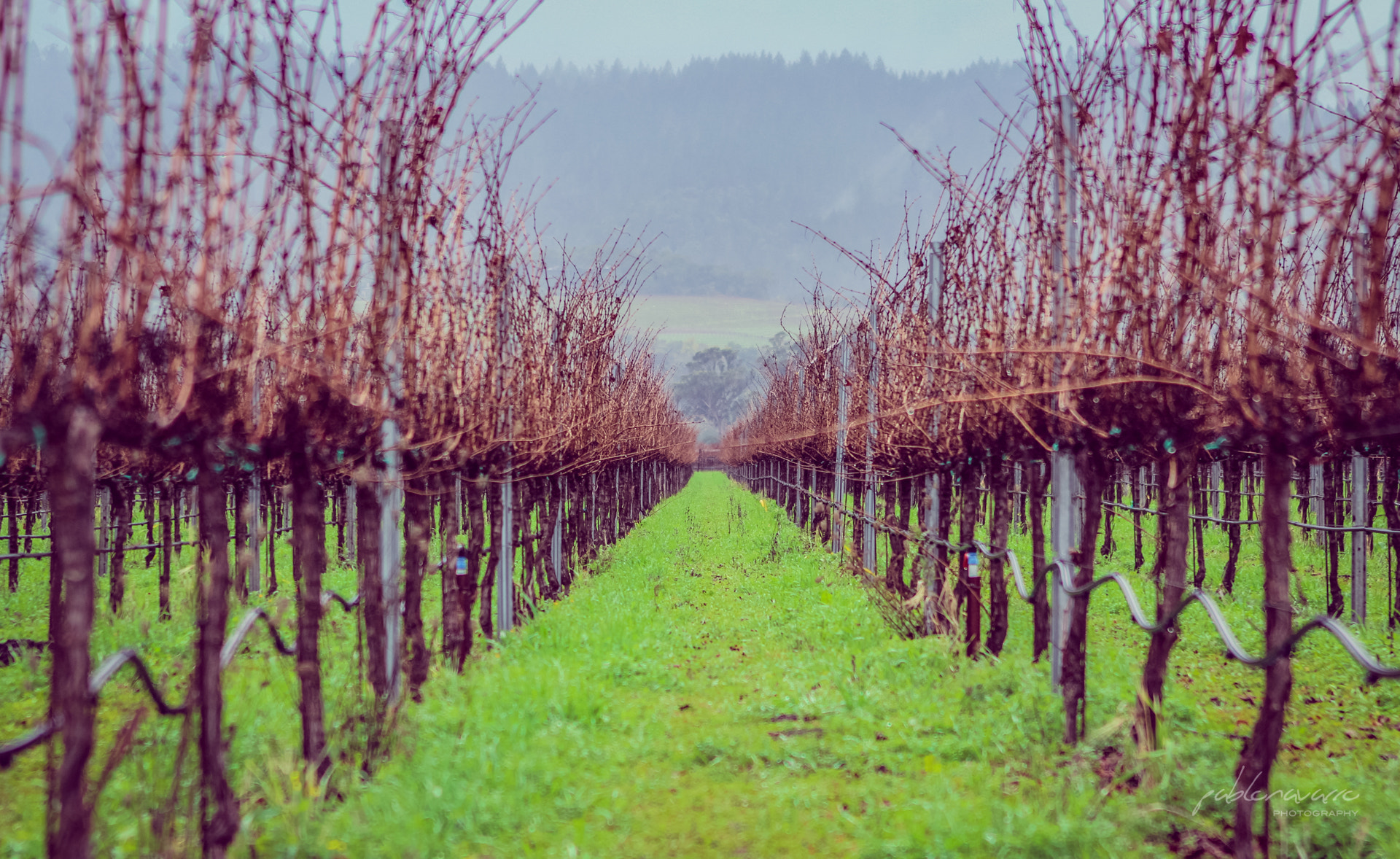 Canon EOS 600D (Rebel EOS T3i / EOS Kiss X5) sample photo. Napa valley photography