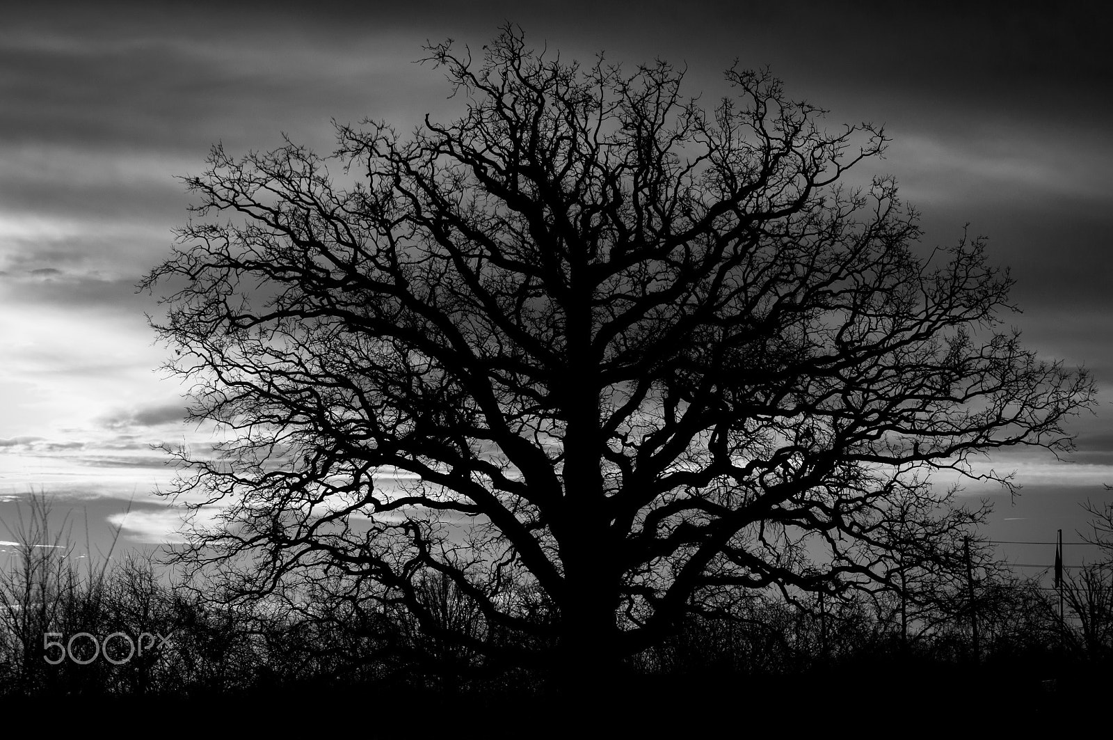Sigma 70-200mm F2.8 EX DG OS HSM sample photo. Old tree photography
