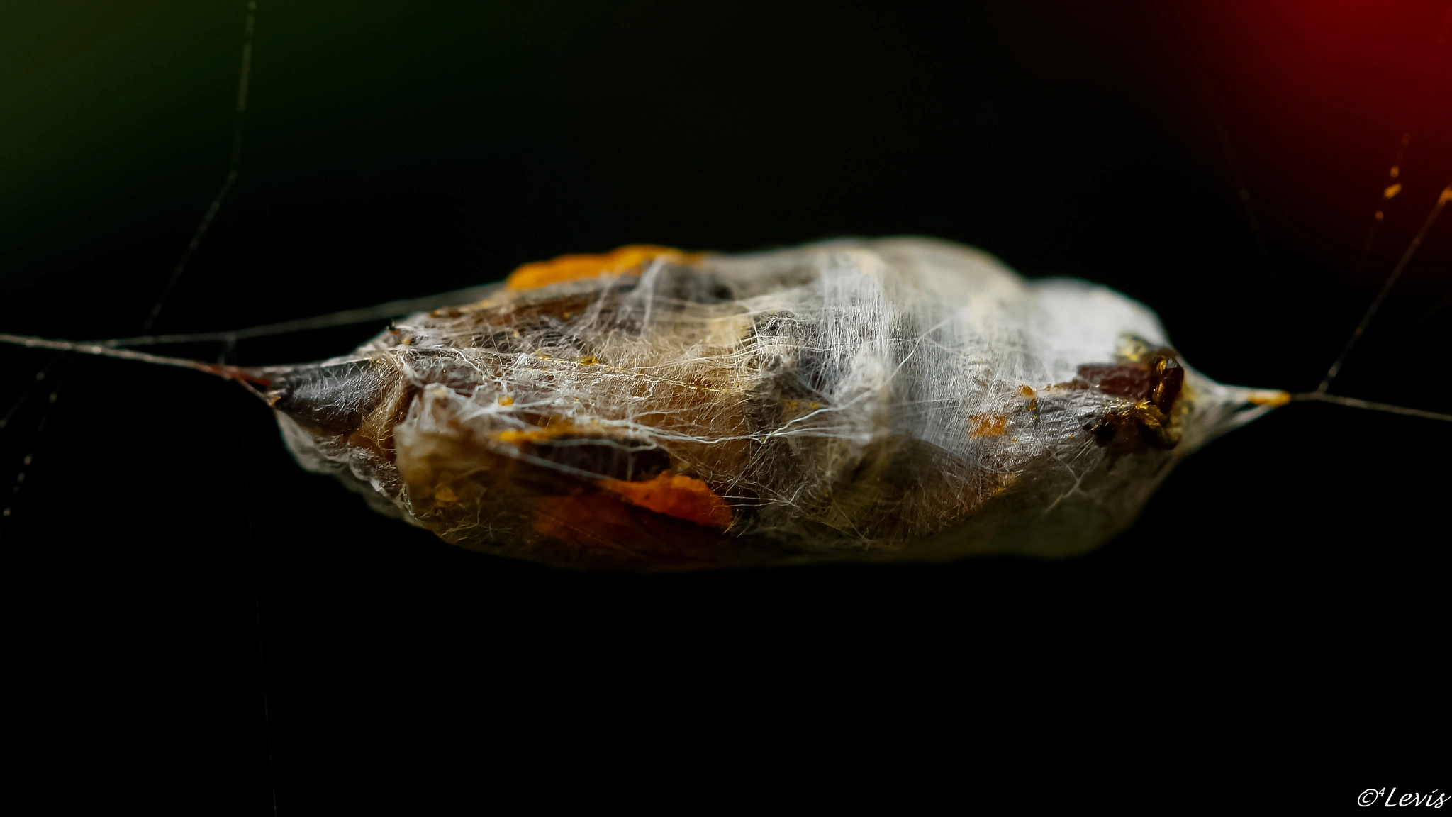 Canon EF-S 60mm F2.8 Macro USM sample photo. Sono da morte photography