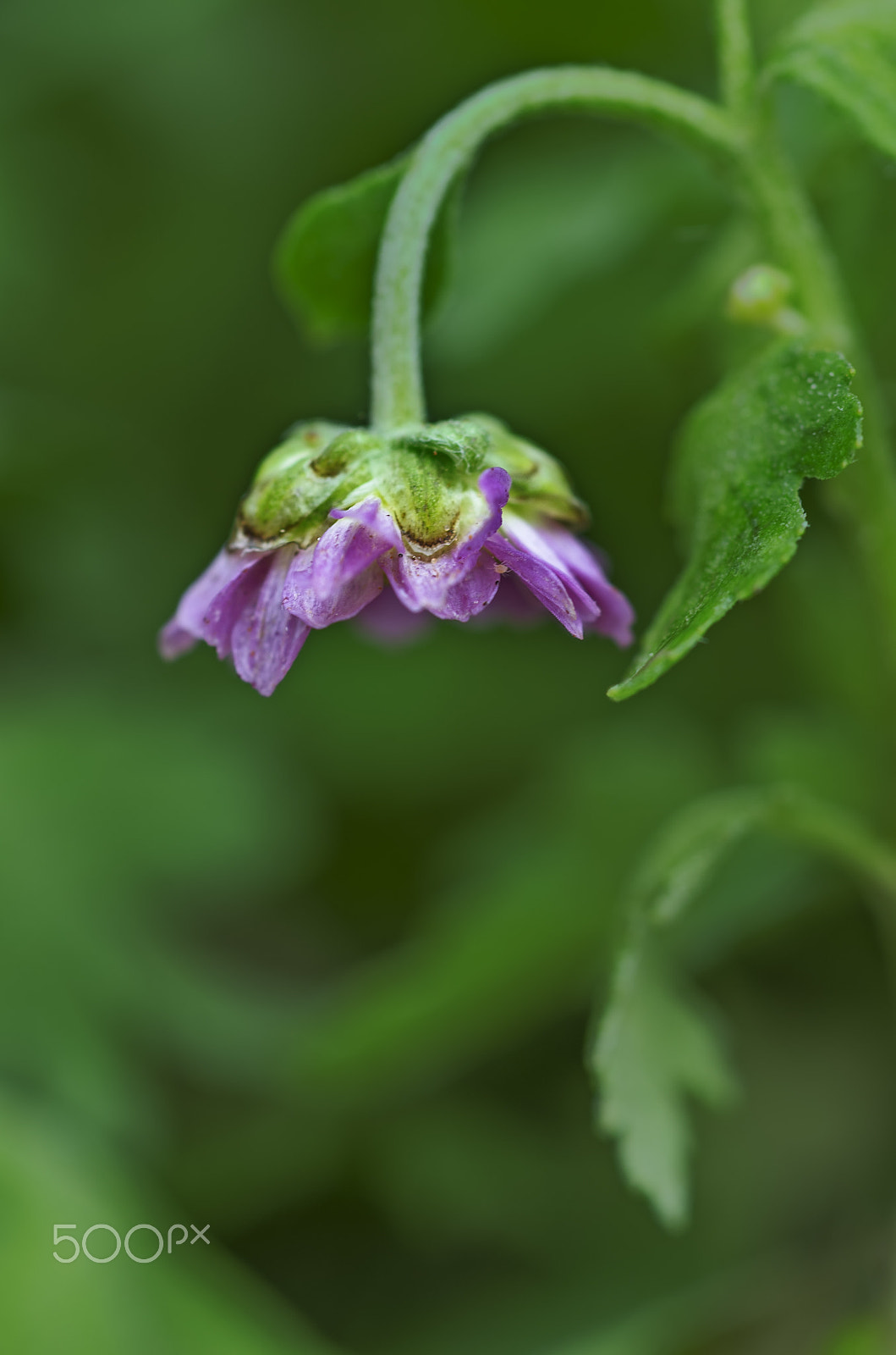 Nikon D7000 + AF Micro-Nikkor 60mm f/2.8 sample photo. The last beautiful photography