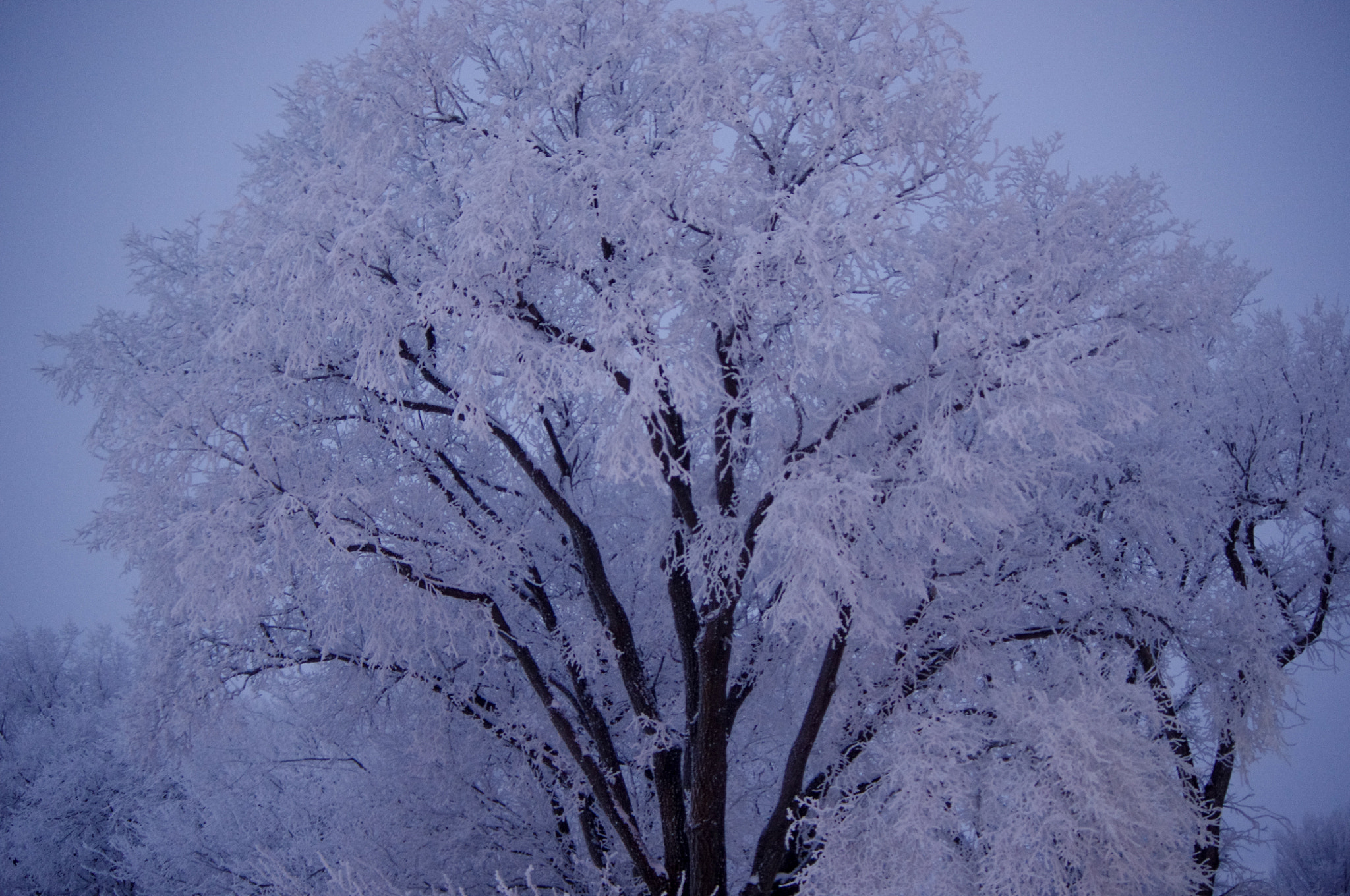 smc PENTAX-DA L 50-200mm F4-5.6 ED sample photo. Cold photography