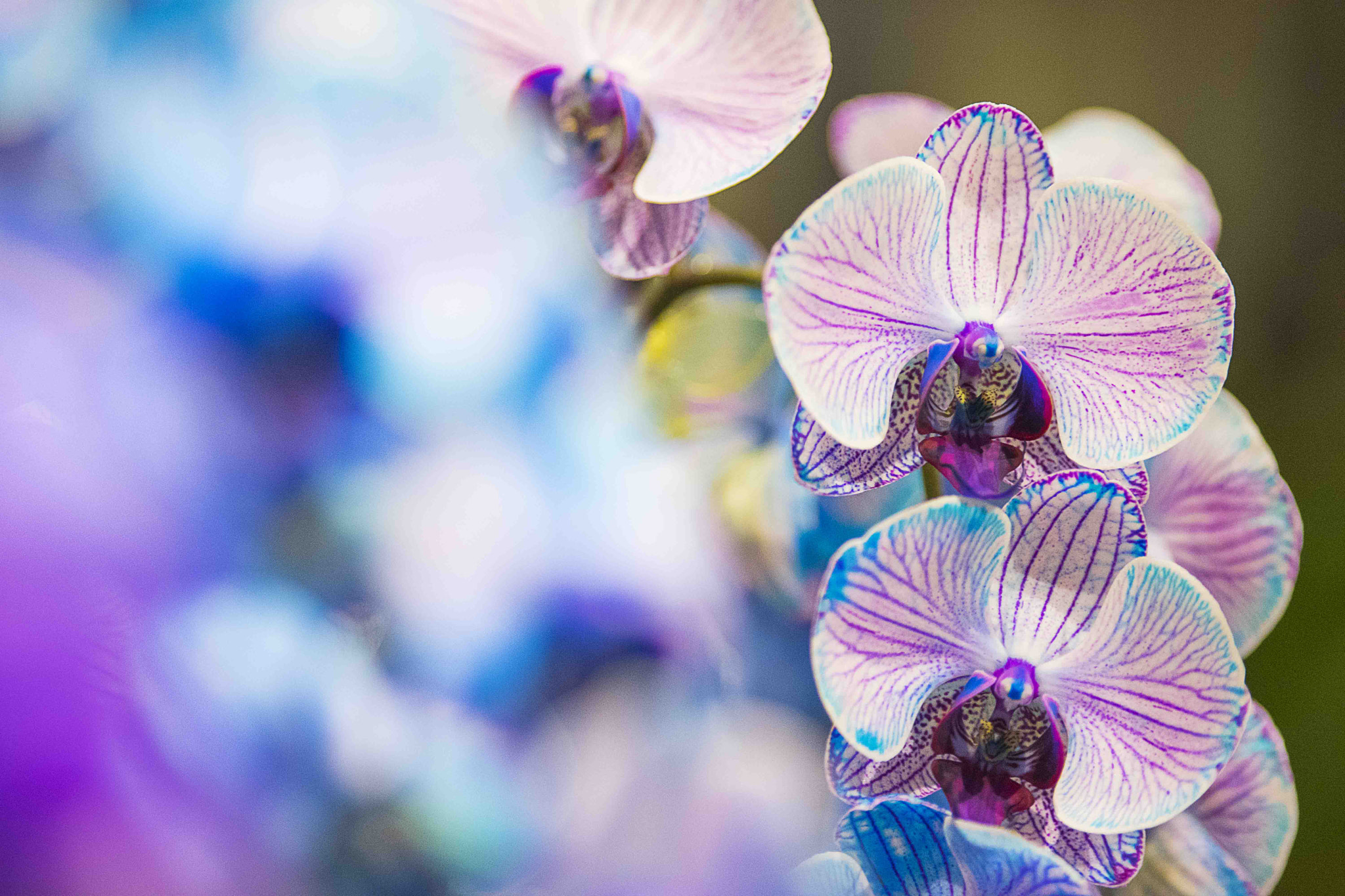 Sony a7 II + Canon EF 200mm F2.8L II USM sample photo. Orchid photography