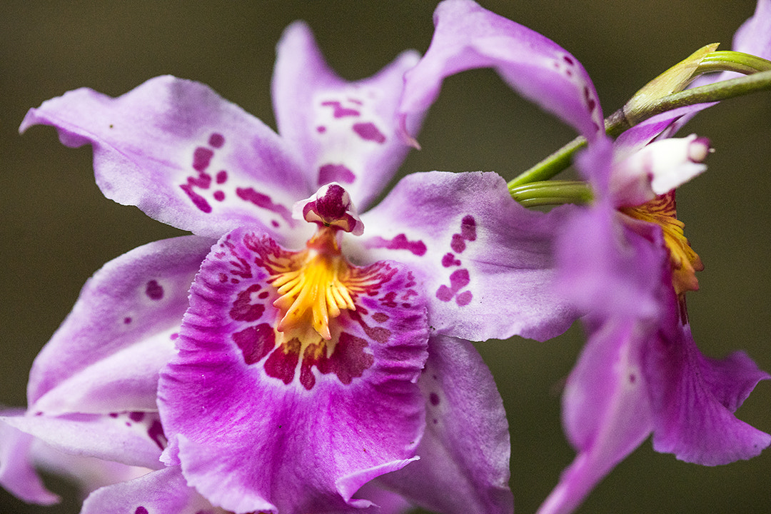 Sony a7 II + Canon EF 100mm F2.8 Macro USM sample photo. Orchid photography