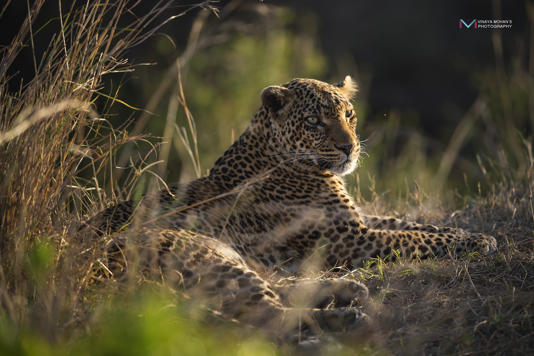 Nikon D4S + Nikon AF-S Nikkor 500mm F4G ED VR sample photo. Leopard photography