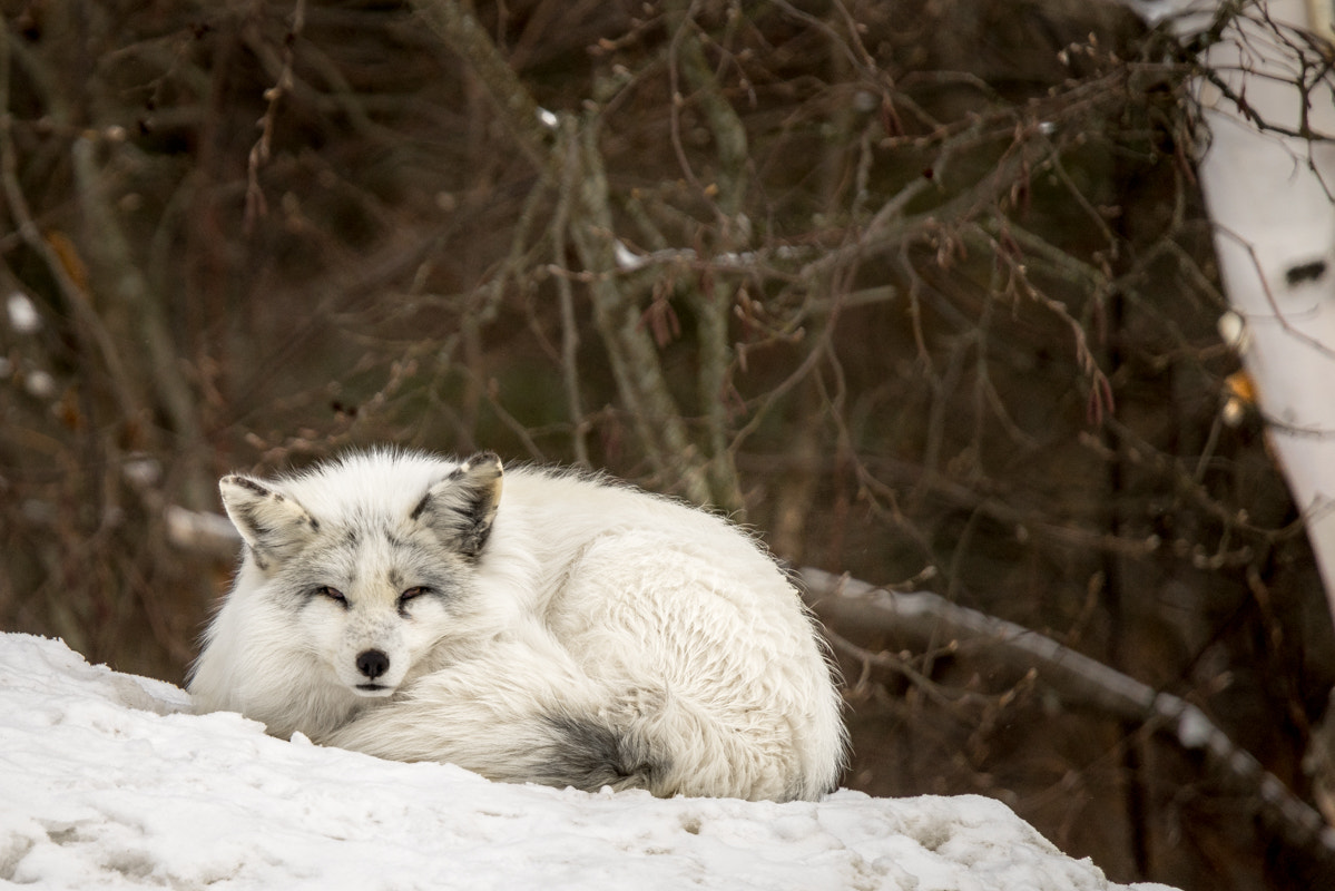 Sony a7R + Tamron SP 150-600mm F5-6.3 Di VC USD sample photo. Renard arctique photography