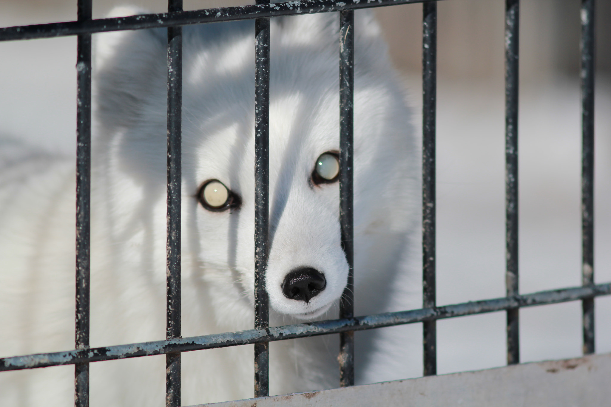 Canon EF 300mm F4L IS USM sample photo. Ghostly stare photography