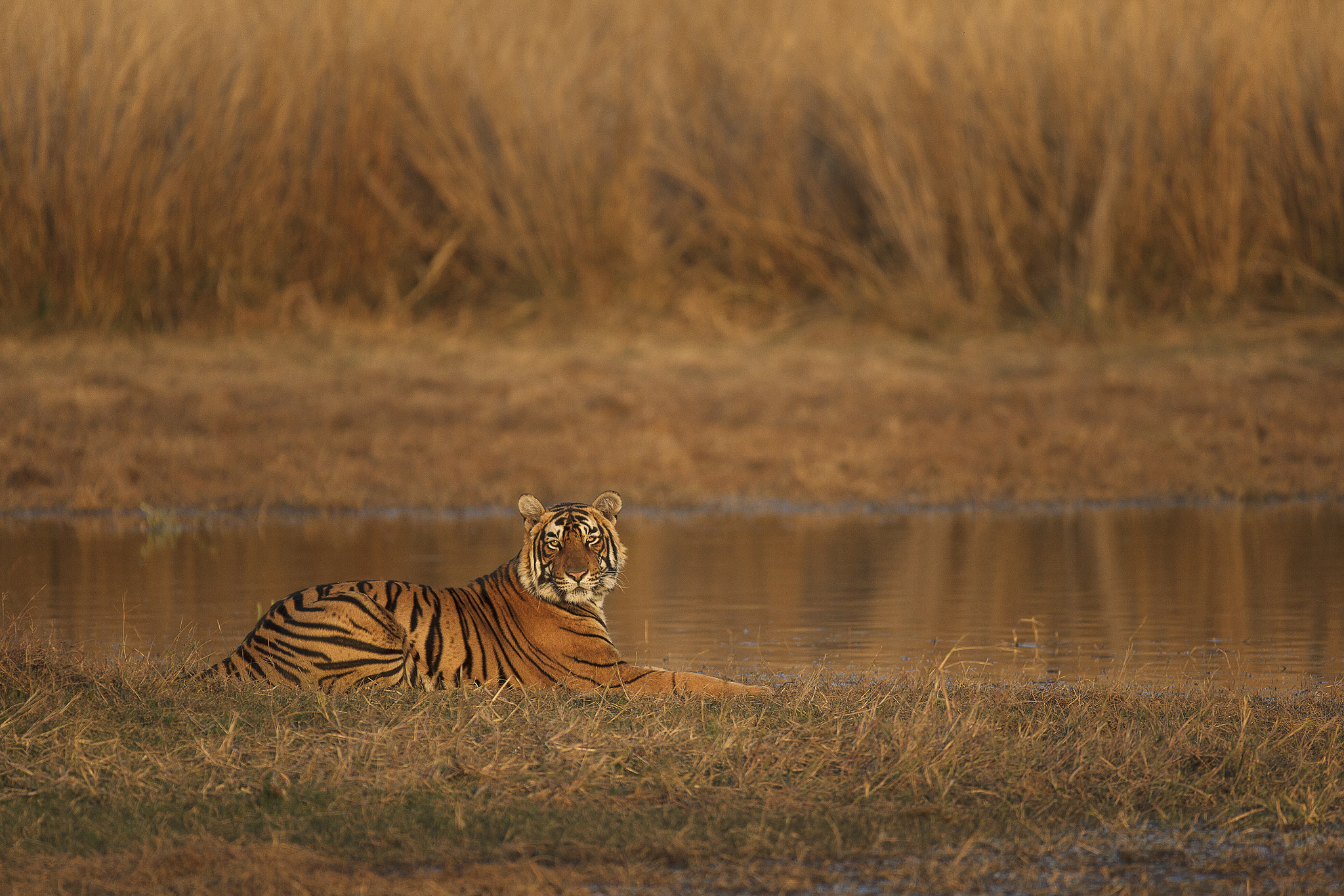 Canon EF 200-400mm F4L IS USM Extender 1.4x sample photo. Tiger in the golden light photography