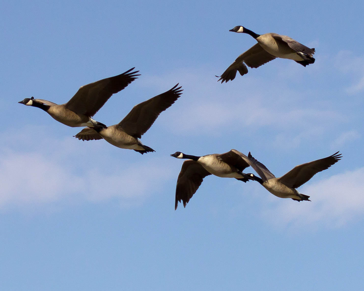 Canon EF 70-300mm F4-5.6L IS USM sample photo. Canada geese in flight photography