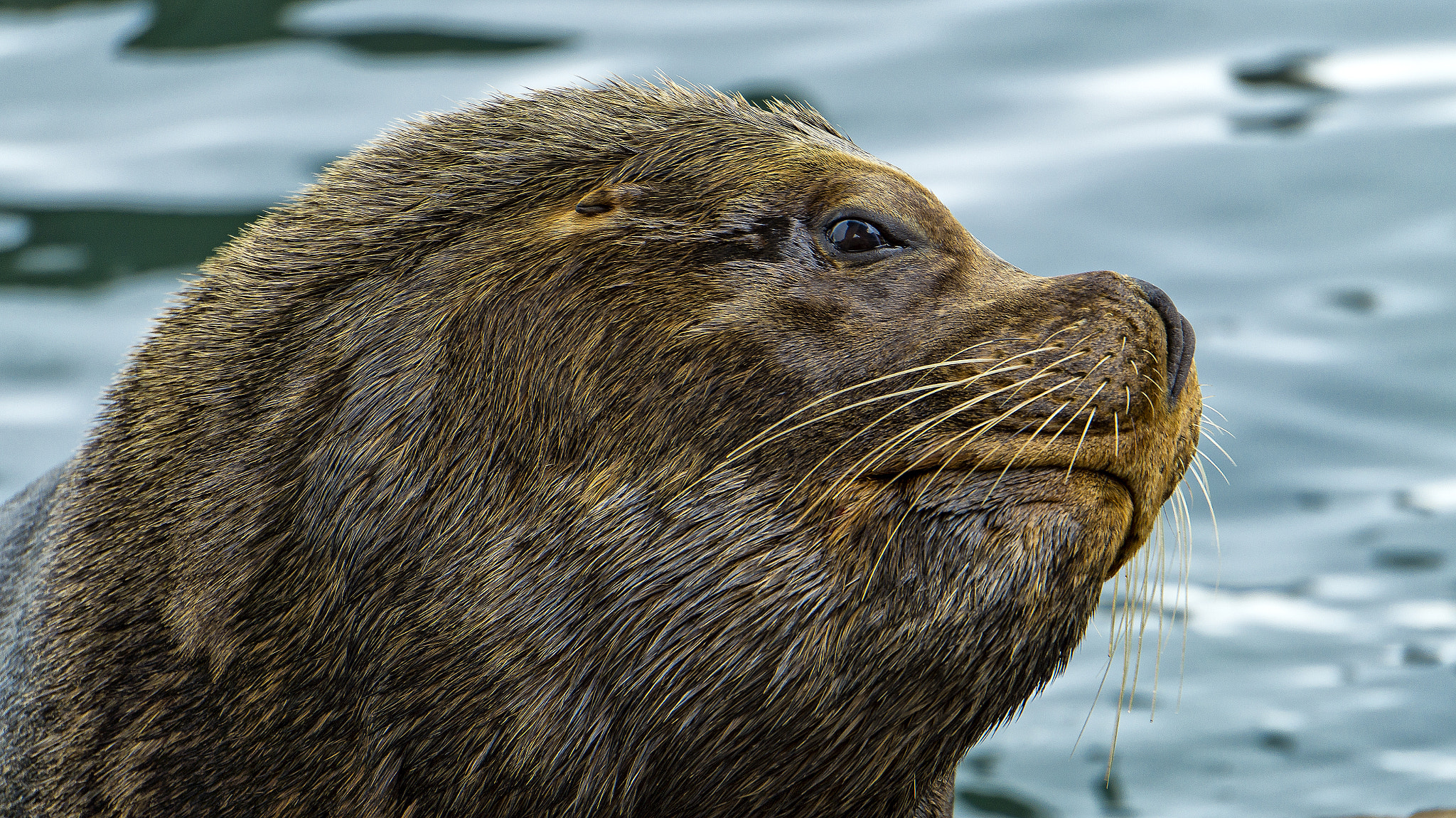 Sony Alpha a3500 sample photo. Big head of seawolf photography