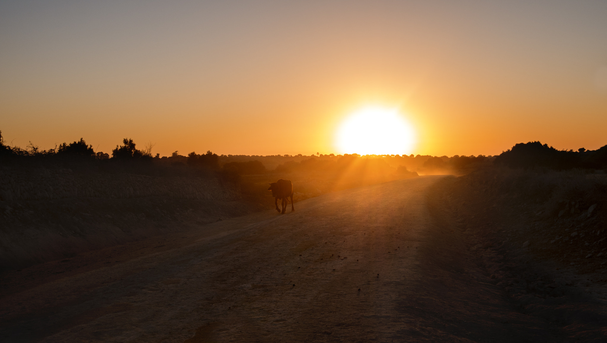 Panasonic Lumix DMC-G7 + Sigma 19mm F2.8 DN Art sample photo. Morocco cow photography