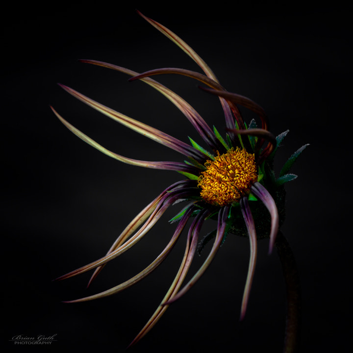 Canon EOS 7D + Canon EF 100mm F2.8 Macro USM sample photo. Defiance ! photography