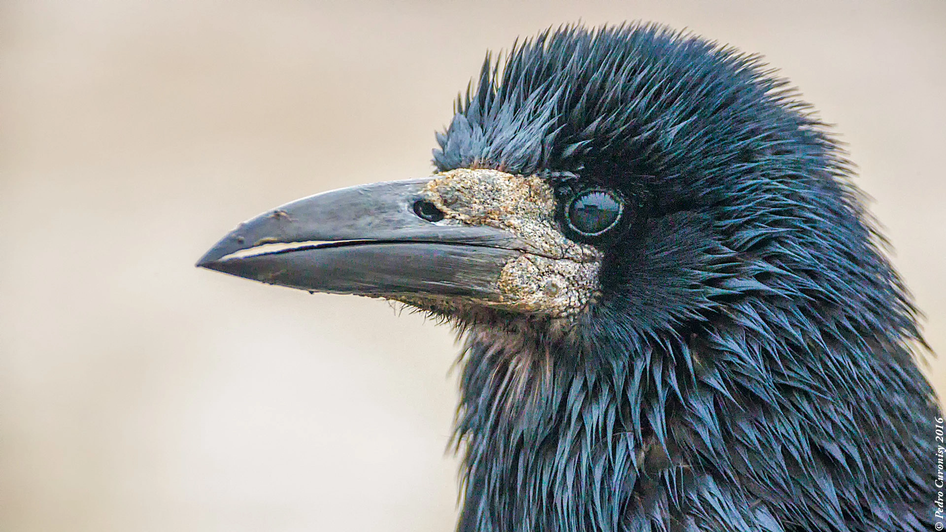 Canon EOS-1D X + Canon EF 500mm F4L IS USM sample photo. Si el grajo vuela bajo... photography