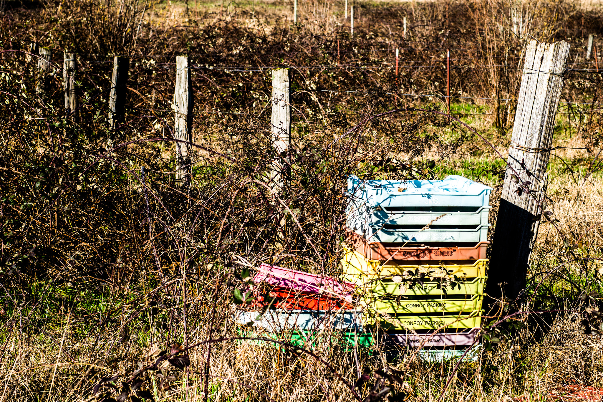 Sony ILCA-77M2 + Minolta AF 50mm F1.4 [New] sample photo. Rainbow trays photography