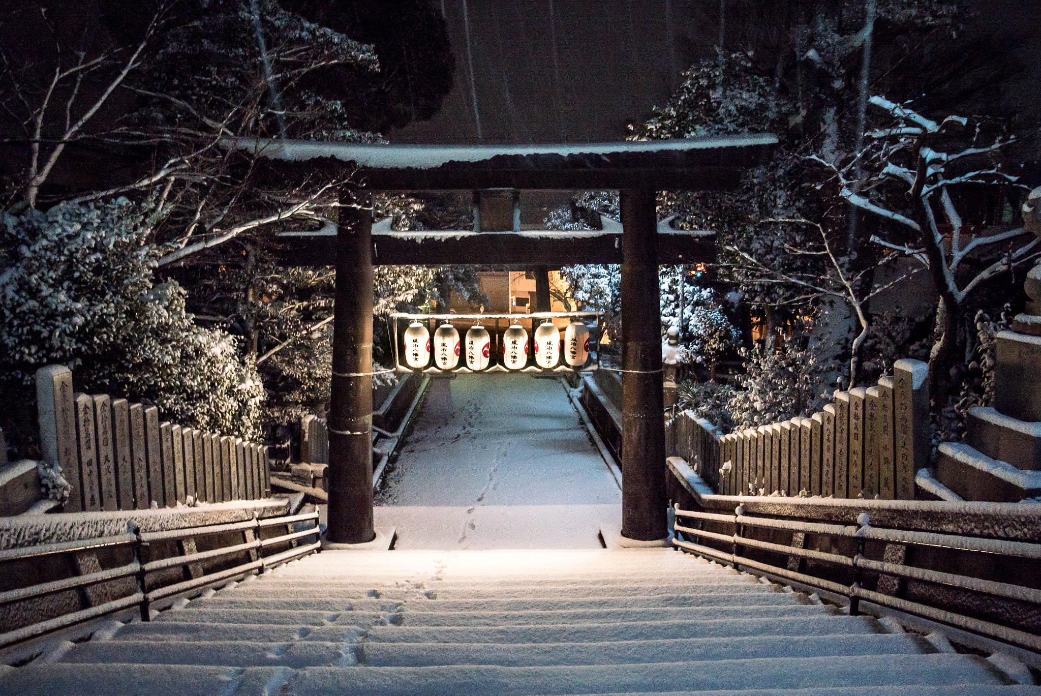 24-105mm F4 sample photo. Snow bird photography