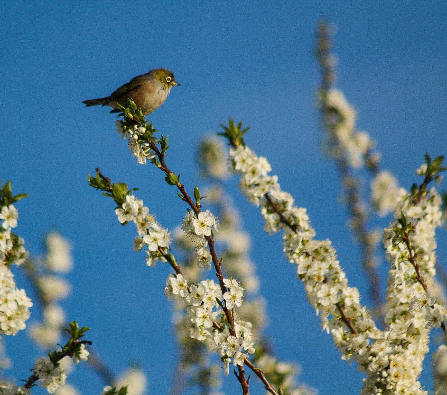Canon EF 75-300mm F4.0-5.6 IS USM sample photo. Wax eye on blossom photography