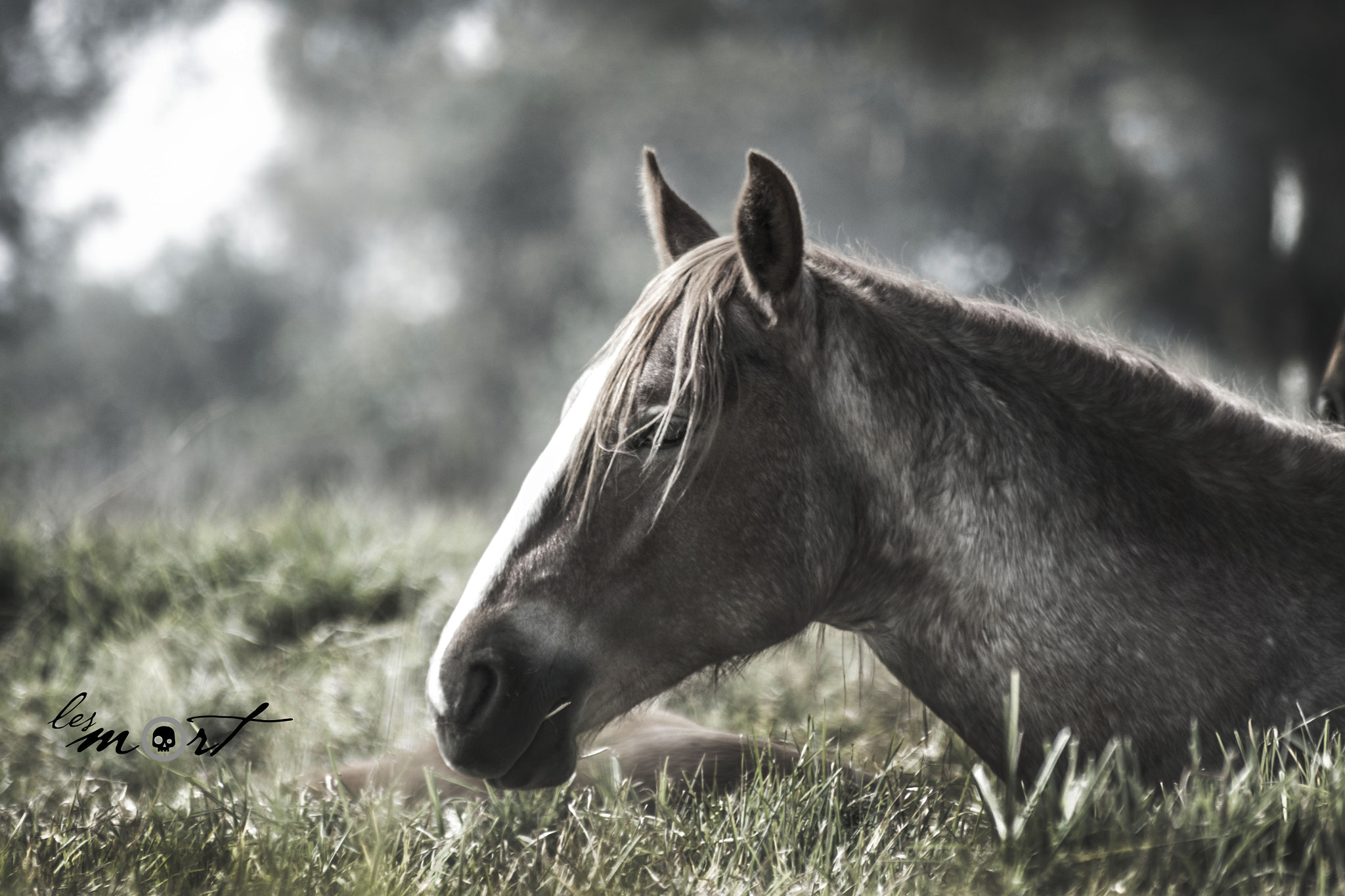 Sigma 70-210mm F4-5.6 UC-II sample photo. Solitario cansado photography