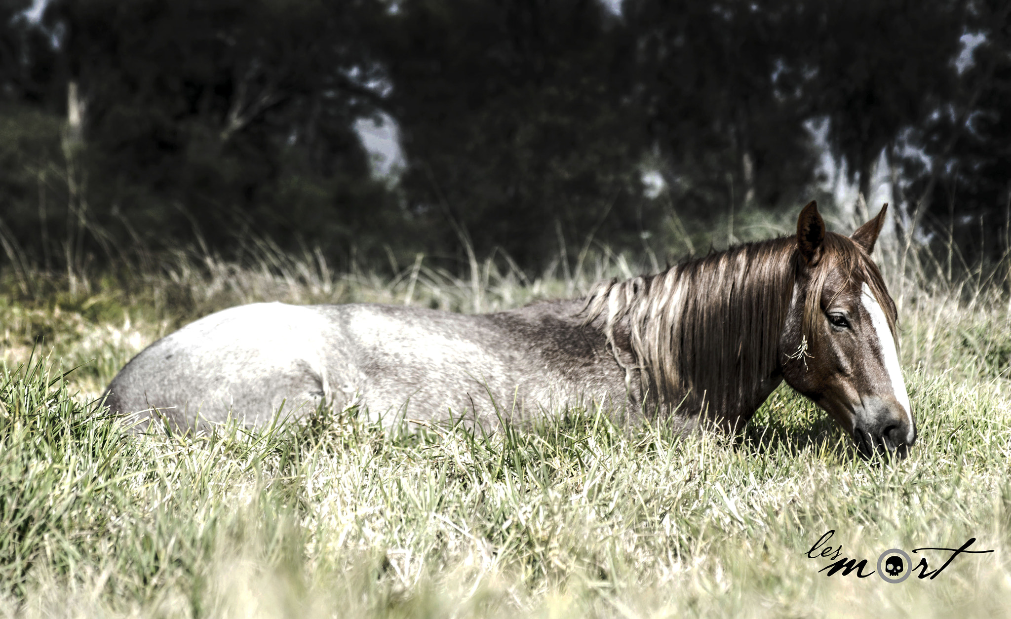 Sigma 70-210mm F4-5.6 UC-II sample photo. Solitario cansado photography