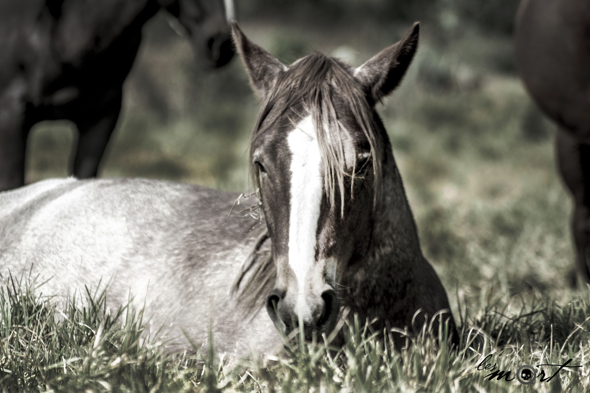 Nikon D3100 + Sigma 70-210mm F4-5.6 UC-II sample photo. Solitario cansado photography