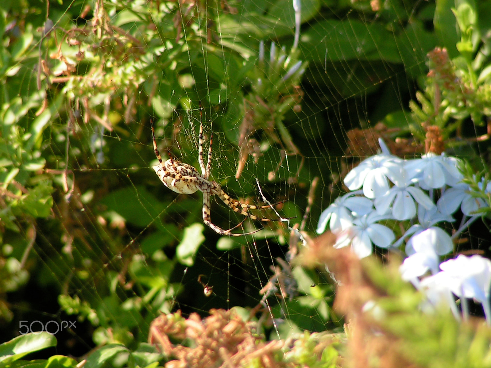 KONICA MINOLTA DiMAGE Z10 sample photo. Mediterranean island spider photography