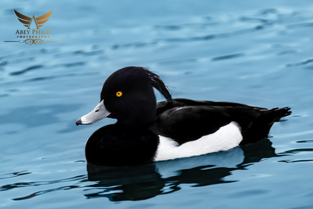 Canon EF 28-300mm F3.5-5.6L IS USM sample photo. Kensington gardens london photography