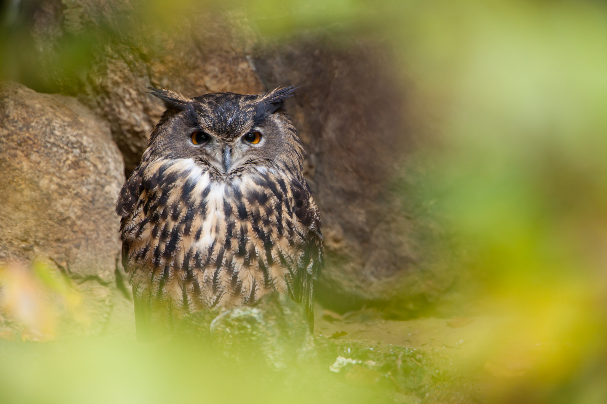 Canon EF 300mm F2.8L IS USM sample photo. Uhu hinter blättern photography