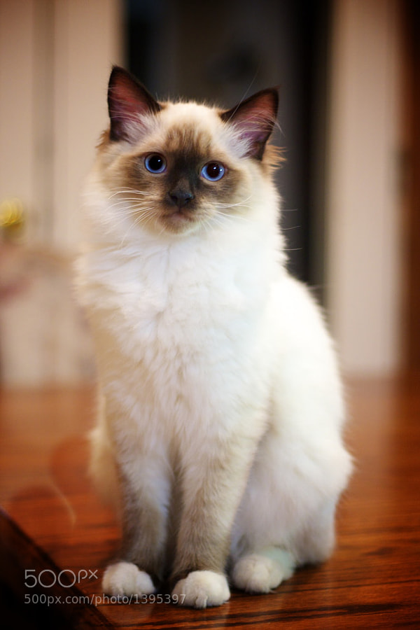 Ragdoll Kitten by Randy Schwandt