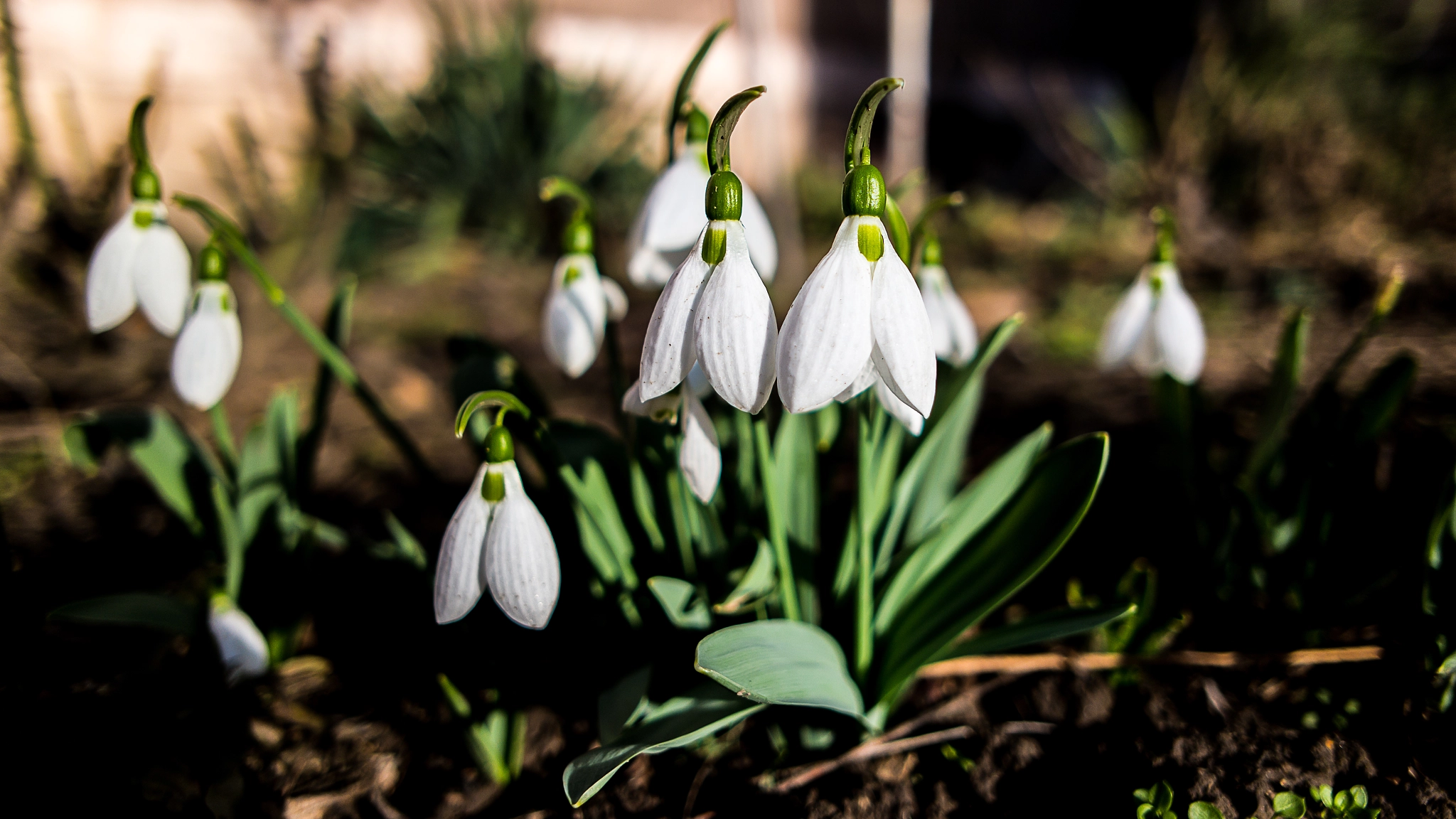 Samsung NX30 + Samsung NX 16mm F2.4 Pancake sample photo. Snowdrops photography